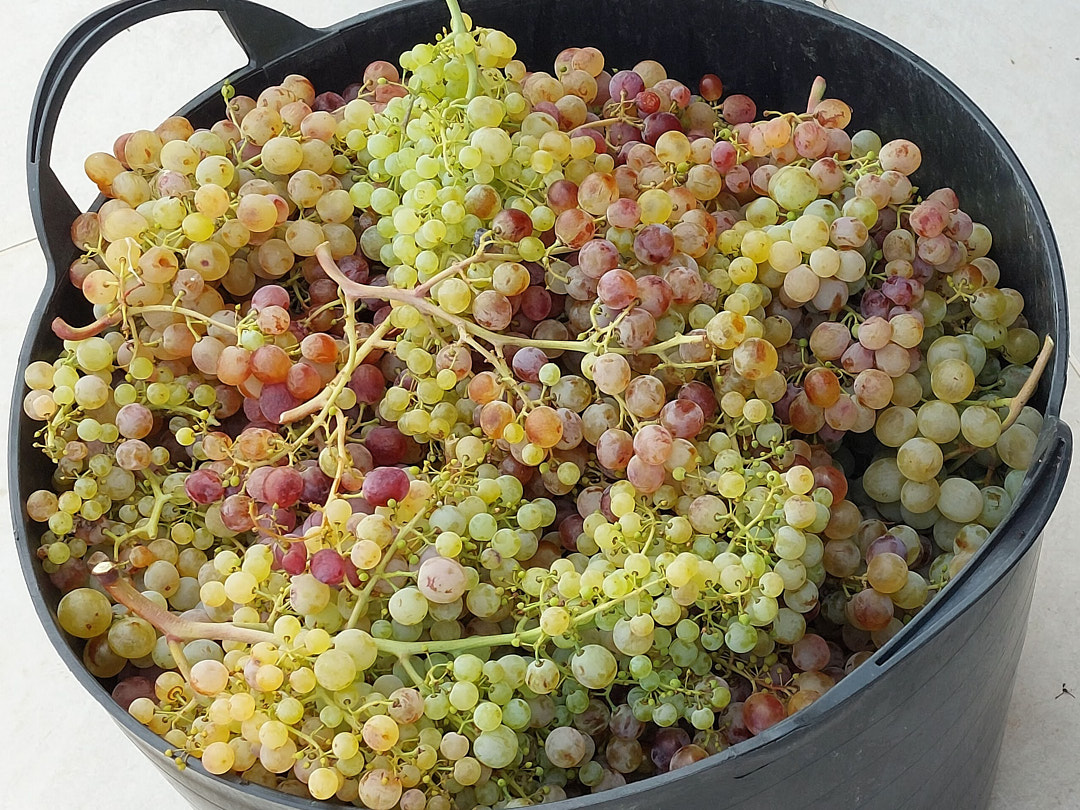 Fruits of the harvest.
#negramole #winemakingalgarve
