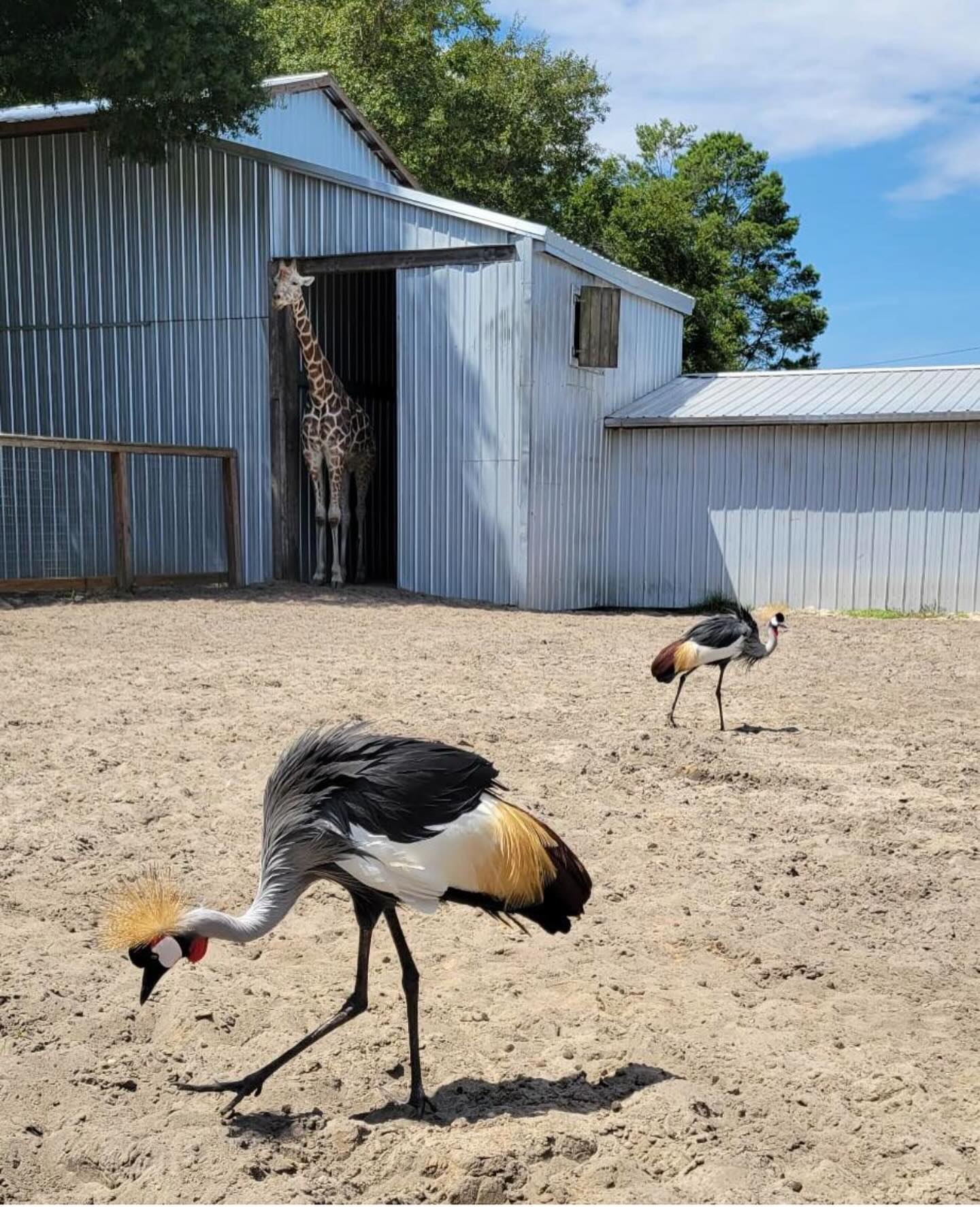 We love this visiting nwfl a must - @emeraldcoastzoo we’d love to interview you for our upcoming Staycation/ Vacation chapter.
#pensacola #pensacolasmallbusiness #supportlocalbusiness850 #850 #thingstodopensacola #gulfbreeze #destin #thingstododestin #movingtonwfl #movingtopensacola #movingtodestin #fortwaltonbeach #navarre #buyingnwfl #sellingnwfl #thingstodonavarre#navarresmallbusiness #fortwaltonsmallbusiness #floribama #gulfcoast #emeraldcoast #allthingsemeraldcoast