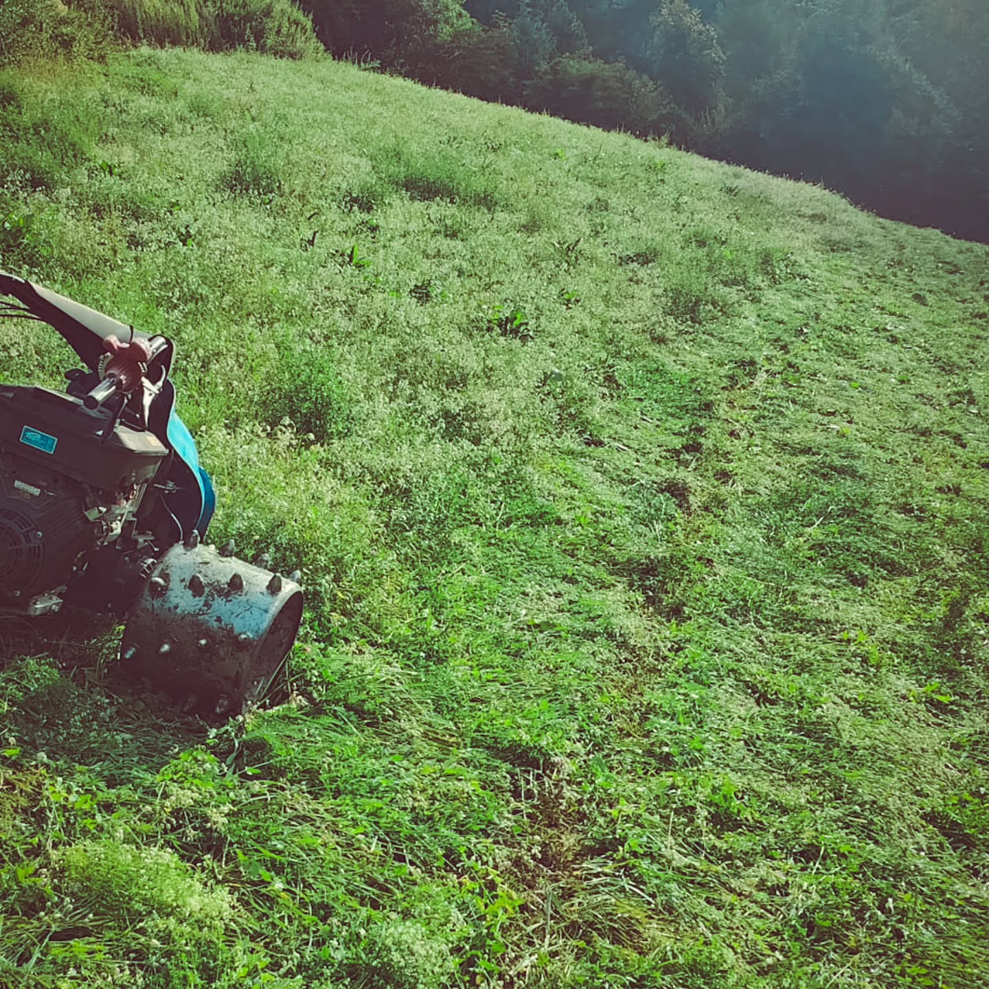 Heute dürfen wir unsere Schafe auf der Belalp empfangen – immer wieder ein besonderer Moment! Gestern wurden einige Matten noch einmal gemäht, damit wir nächste Woche mit dem Heuen abschliessen können. 💪🌿
Ein intensiver, aber wunderschöner Spätsommer liegt vor uns.
#brandeija #heuen #mähen #sommersaison