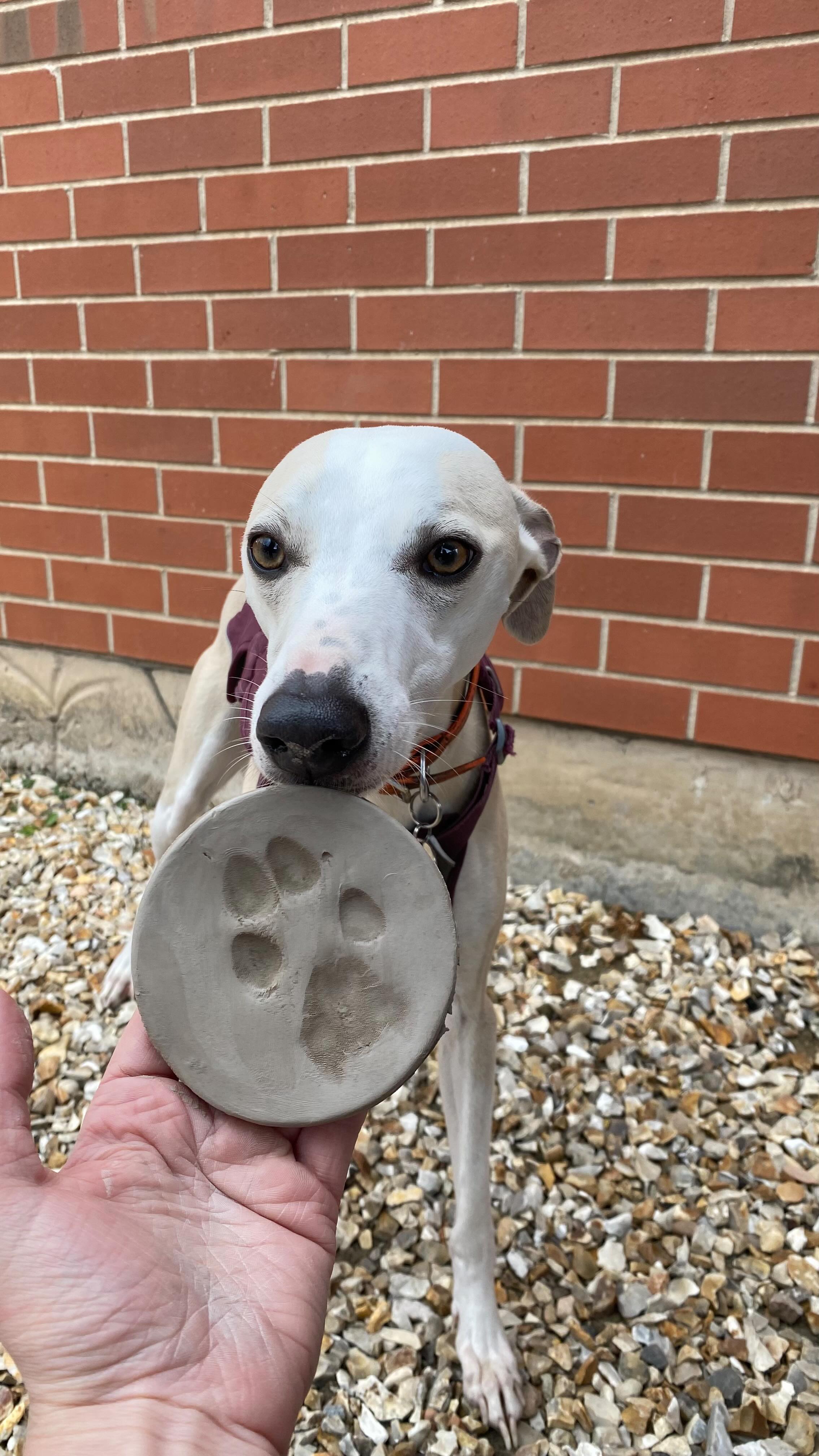 🐾✨ Immortalise your dog’s paw in ceramic! (Tiny hands welcome too!)
📅 Saturday 20th September 2025
📍 Paws at the Pit, National Coal Mining Museum, Wakefield
⏰ 10am–4pm
✨ Free entry + loads of gorgeous stalls from @tillyandprimroseartisanmarkets
🐶 I’ll be taking paw prints all day
Ps, I can’t wait for the dog show! ❤️😭
#pawprintsinclay #pawprintsofhappiness #pawprintsonmyheart