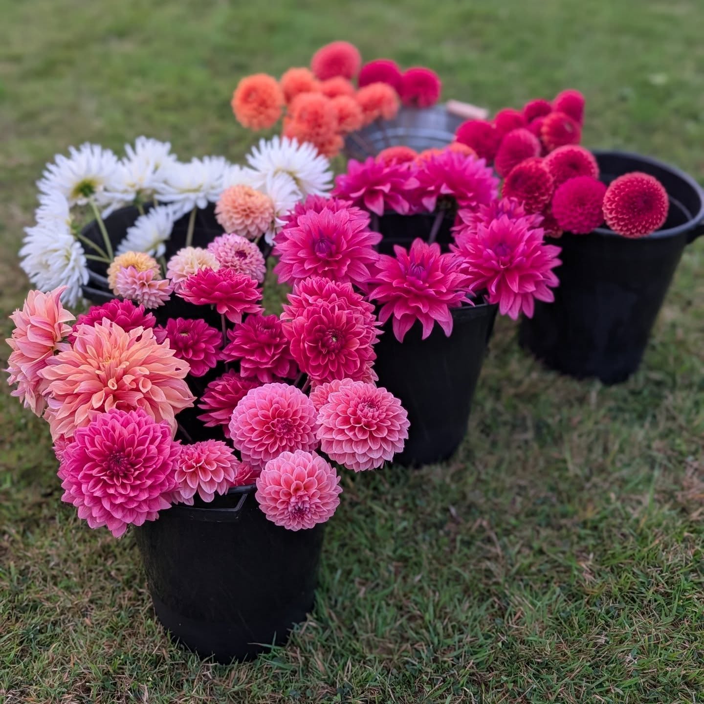 Dahlia's will forever be my favourite and I'm already looking into what new varieties I can have next year 🤪
This lush lot were harvested for the lovely Sophie @tarnwellfarm. I managed to get it done between torrential rain storms, which feels like a win! Autumn is very much on the way, and I am here for it! 🎃🍂
#britishflowerfarm #britishflowerfarmer #countrysidelife #countryside #flowers #flowerfarm #chewvalley #valleybloomsflowerfarm #organicflowers #cutflowers #valleyblooms #flower #flownnotgrown #countrylife #dahlias #britishdahlias #bouquet #farmstand