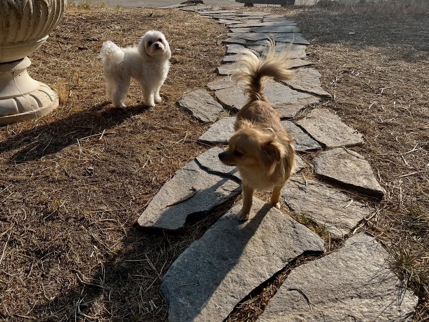 #cuidadoresdeperros #madrid #mascotas #españa #igersmadrid #perros #dogs #dogsofinstagram #perrospequeños #dogslife #dogfriend #fotosdeperros #comoencasa #vacaciones #doglover #pomeranian #chihuahua #caniche #bichón #bichonmaltes #shitzu #shitzulovers #pomerania #pomeraniaespaña #verano #verano2025 #summer