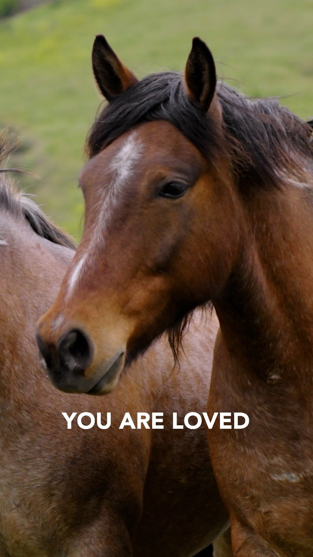Stop scrolling for just a moment… when the world feels overwhelming, sometimes the best thing we can do is pause.
The presence of a horse reminds us to breathe, to feel the earth beneath us, and to reconnect with our hearts.
Take this moment to remember:
You are worthy.
You are loved.
You are perfect, just as you are.
This footage was filmed at Freedom Reigns Equine Sanctuary, where over 500 rescued horses run wild and free — living reminders of resilience, grace, and the power of freedom.
See where Rescued Hearts film is playing next: rescuedheartsfilm.com/events
🎥 Filmed by @outpostcinema
❤️🔥 Edited by @livewildfilms
Music: Flight of the Inner Bird - Slowed and Reverbed
By Yehezkel Raz feat. Sivan Talmor
Licensed through Artlist
#HealingWithHorses
#RescuedHeartsFilm
#HorseHumanConnection
#MeditationMoment
#MindfulPause
#FreedomReignsSanctuary
#WildAndFree
#EquineSanctuary
#HorseWisdom
#PauseAndBreathe
#YouAreWorthy
#LoveIsTheBridge