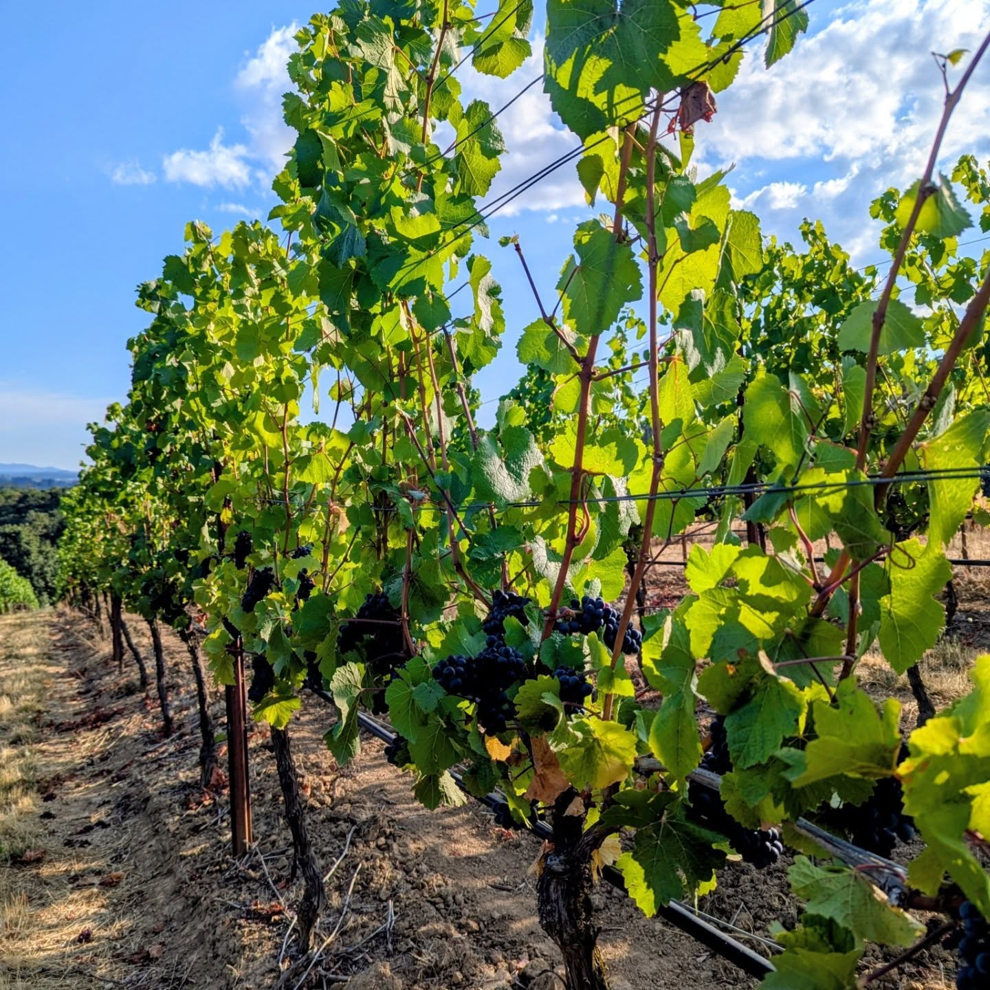 Beautiful evening to take in the views before harvest begins.
#yamhillcarltonava #oregonviticulture #visitwillamettevalley #pinotnoir #oregonpinot