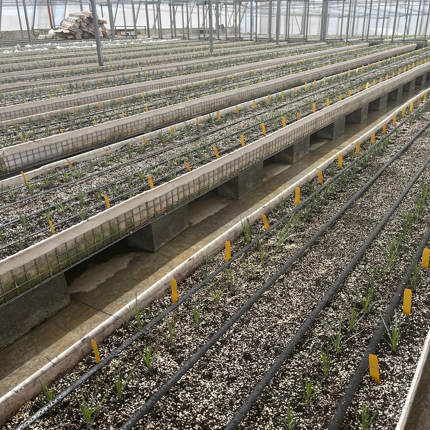 Planting new trial