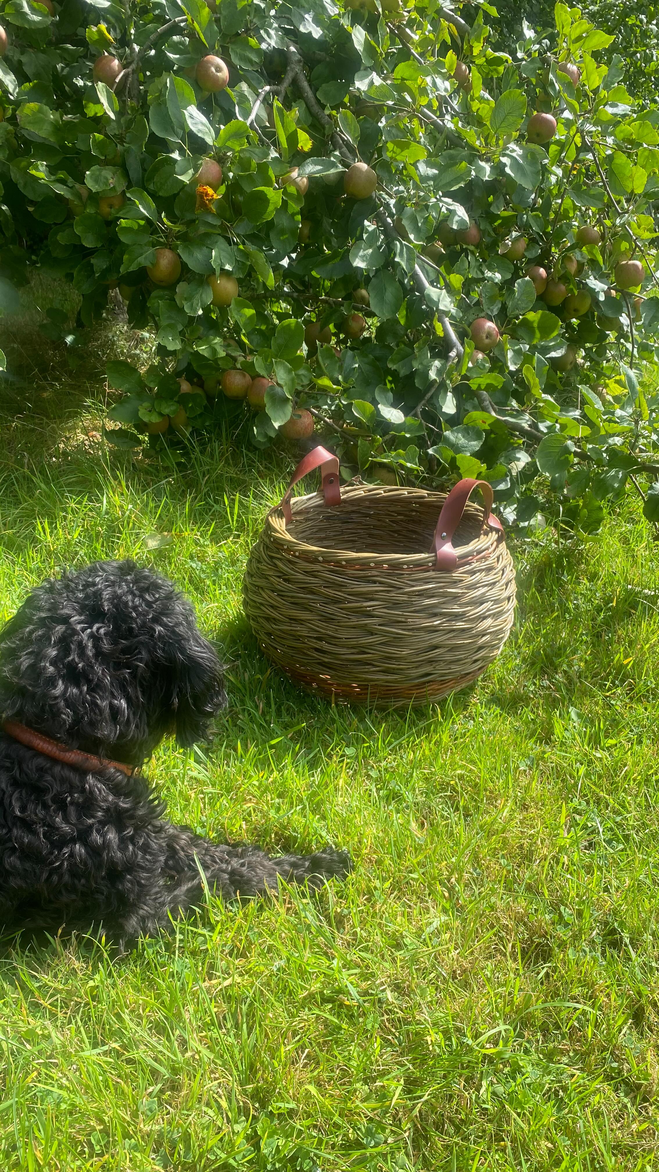 I’ve been practicing the tick tock weave I learnt from @suekirk.willowbaskets and this time wove it onto the curvy base I’d usually use for a tulip basket . It feels the perfect basket for Autumn, all textures and curves . My favourite part is looking inside - it’s so round and cosy.
This basket and many others will be with me for @devonopenstudios where I’ll be joining 12 other talented artists and crafts people at @arthousesouthbrent . We kick off tonight with wine and nibbles, 6-8 pm 🙂
Opening hours are 10-5 pm on 6/7, 13/14 and 20/21 Sept . Do come and say hello 🙂
#devonopenstudios #ticktockweave #curvybaskets #basketmaker #madebyhand #artisanmakers #willowbaskets