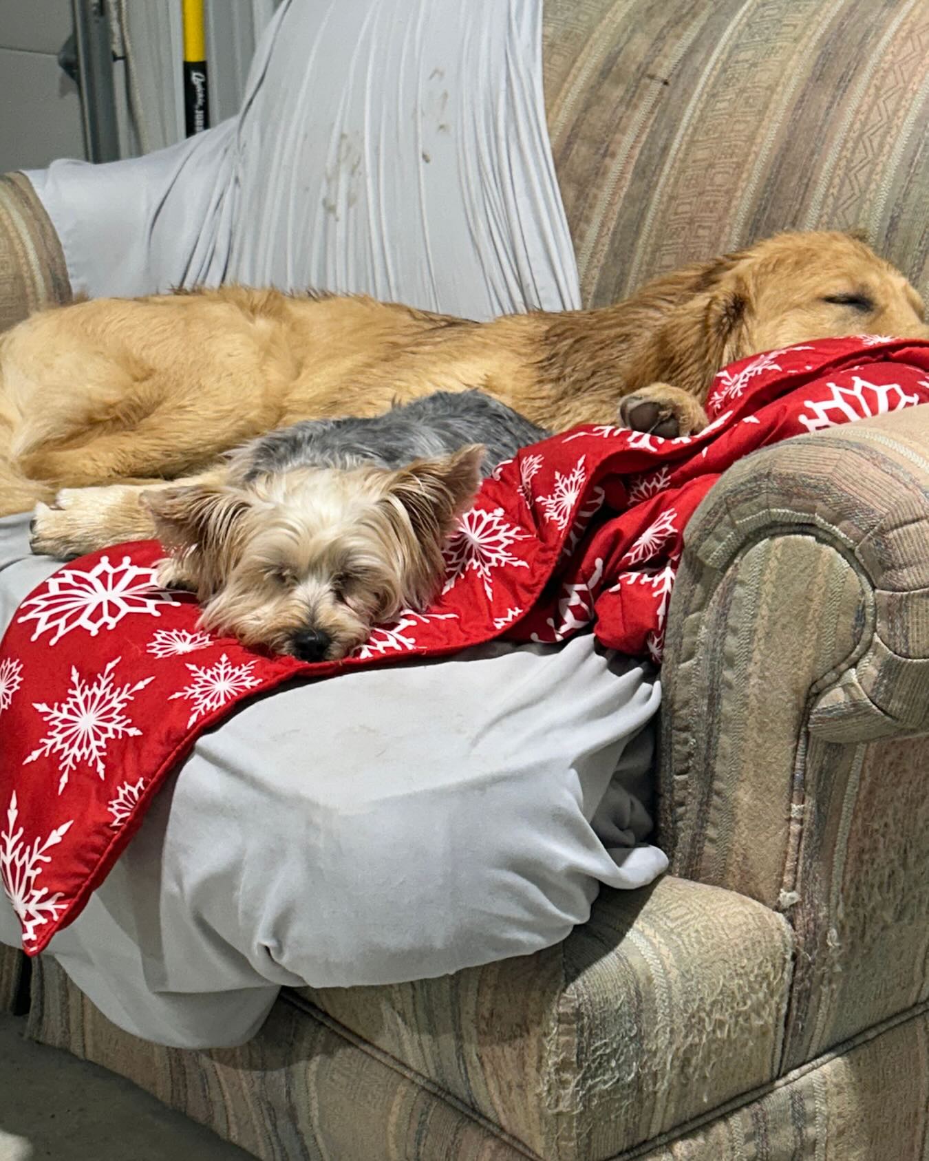 Catching z’s 😴💤