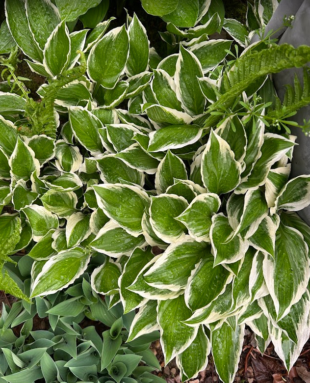 This week's Timber Creek in the Wild. What are you noticing around you today? ✨️
#meditation #mindfulness #timbercreekinthewild #noticing #counseling #chelseami #chelseamich