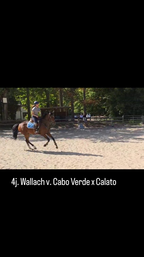 🏆 Cedric – 4 Jahre jung & mutig wie ein Alter!
Wassergraben? Maueruntersteller? Kein Problem!
Unser Nachwuchspferd überzeugt mit Coolness, Übersicht und dem gewissen Extra. ✨
📍 Standort: Braunschweig
📩 DM für weitere Informationen
Ehorses ID: 4550738