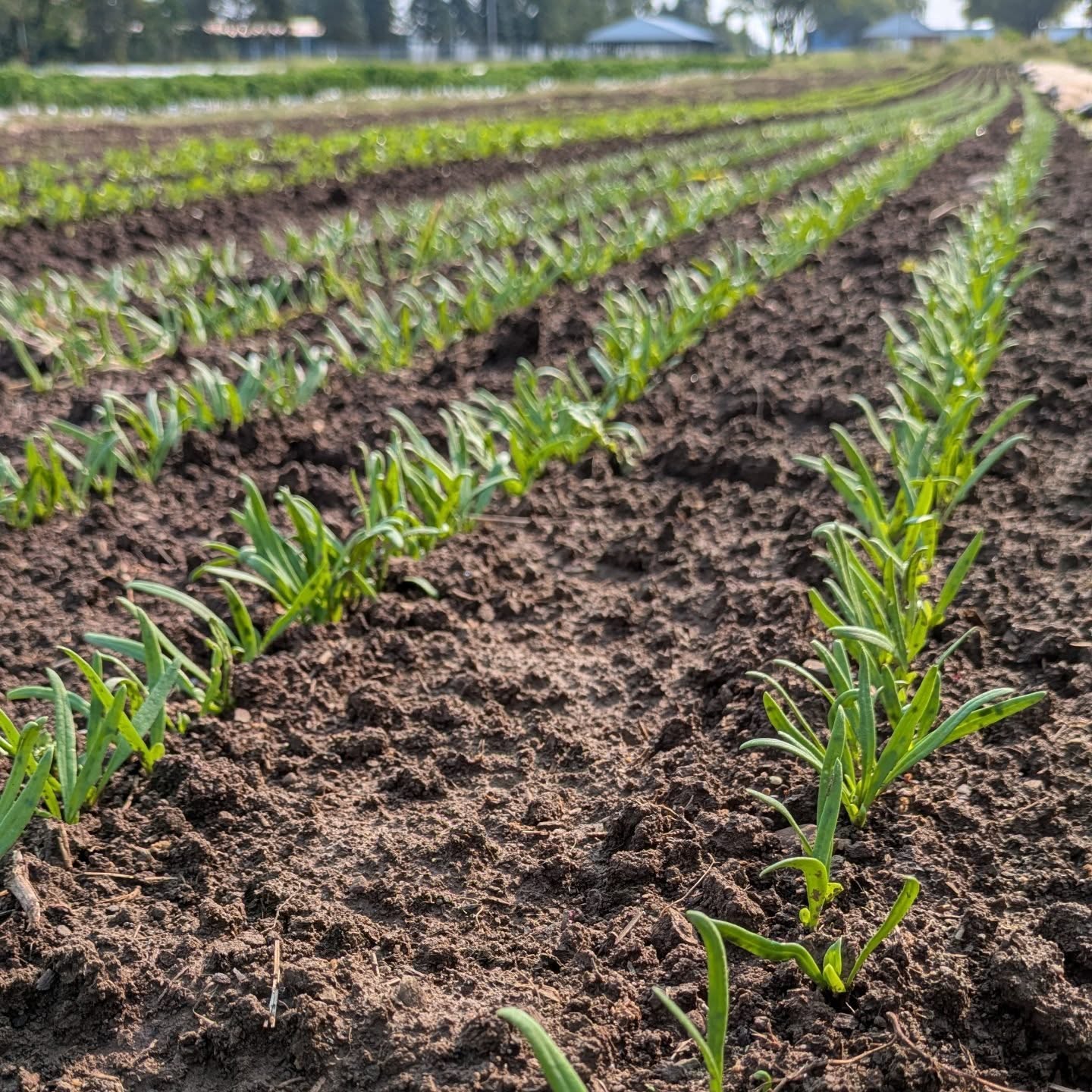 Cooler days bring with them the return of spinach! These babies are thriving and will become salad in no time.