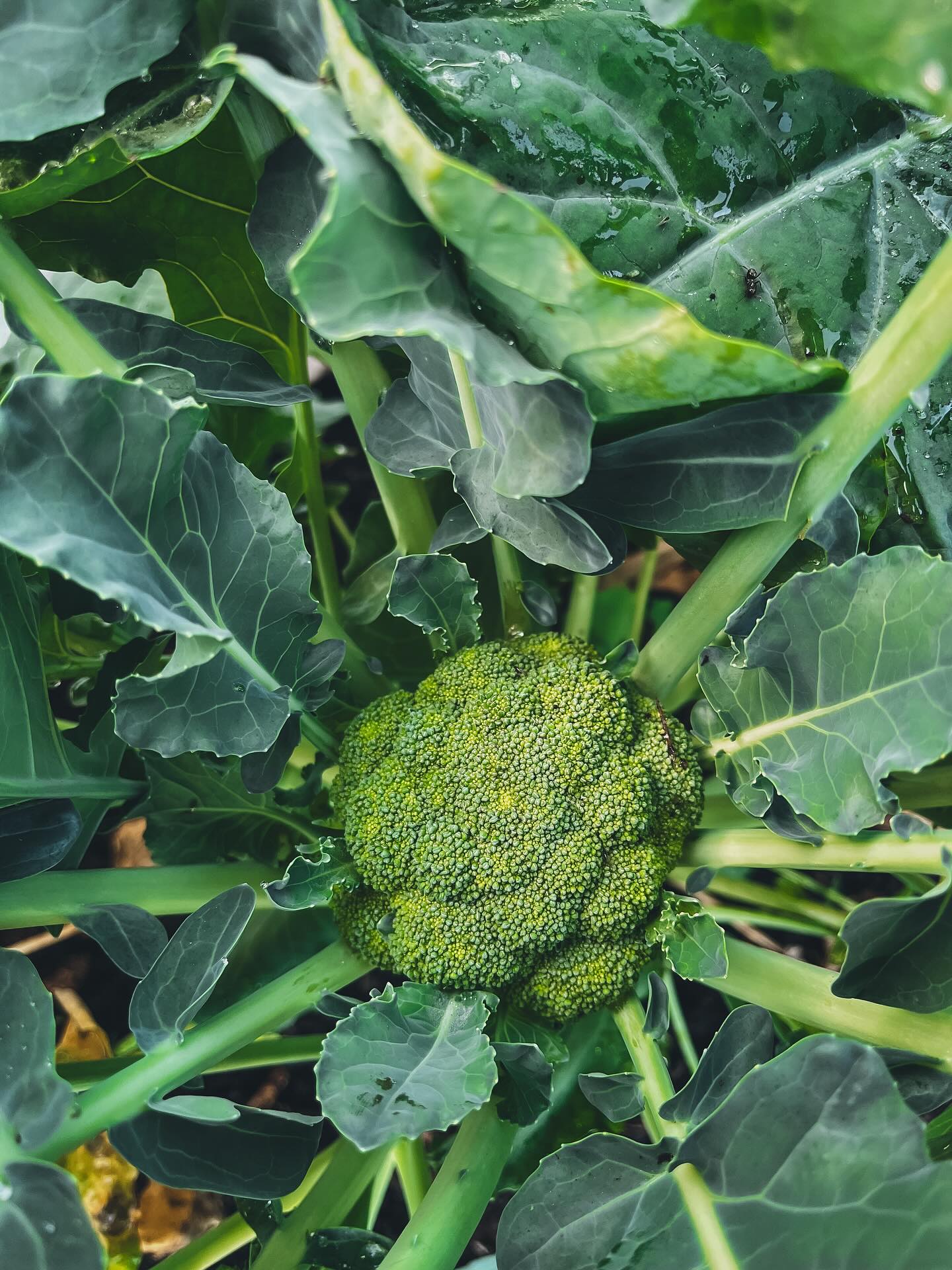 Our little rescue broccoli’s are looking so happy…which makes me happy! 😊 🥦