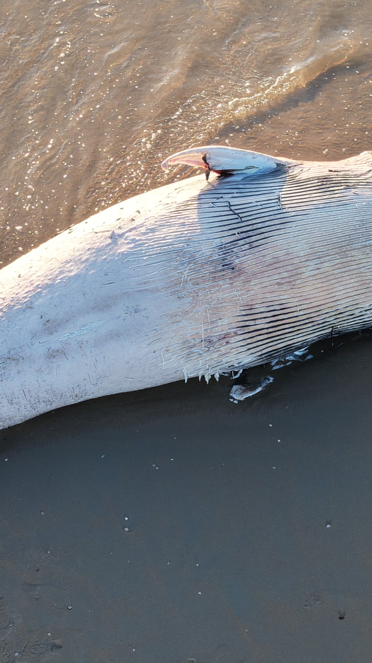 🐋 Vrijdagavond 5 september spoelde een overleden blauwe dwergvinvis aan op het strand van Katwijk.
Het mannetje is inmiddels overgebracht naar Utrecht voor onderzoek. Daar wordt gekeken naar de doodsoorzaak én of het gaat om hetzelfde dier dat eerder in België strandde, maar toen nog levend terug de zee in kon worden geholpen.
#katwijk #walvis #nieuws #natuur #wildlife
#zeezoogdieren #politie #duinwachter #zee #dieren #drones #112fotografie #hulpdiensten #utrechtuniversity