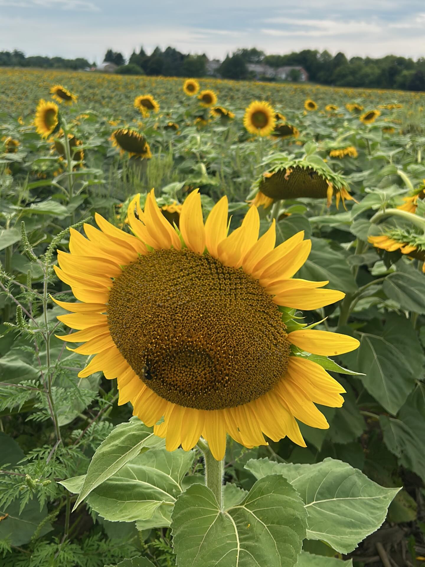 It’s easy for us to remember our favourite moments from the past! 💭
But would you believe me if I told you the best way to remember how powerful and impactful you are is connecting with the version that has what you want in the future?
Let me explain!
Lately I’ve been visualizing a lot about moving to Mexico, my business, and how I want to feel as my most healthy self.
I have been going so deep in my meditations that it feels real. That that life exists already.
Those desires exist in the energetic realm. ✨
I was in meditation with a friend of mine last month and I got this crazy download.
That we all have access to the version of ourselves that have everything we desire most.
That version of us can be our mentor. Be our guide. And provide wisdom to us to support us along the way.
Since exploring this, I have never felt so confident in my ability to bring my desires to life.
If you want access that same confidence, I invite you to join us tomorrow night.
Tuesday September 9th at 8pm EST I’m hosting a workshop called Impact Revolution.
Its mission is to help us rise up together to our most impactful chapter yet. 📖
Truly being the change we wish to see in the world.
In this workshop I will be showing you how to tap into this confidence.
Dm me for the link and drop a 🌻 if you are excited for your most impactful chapter!