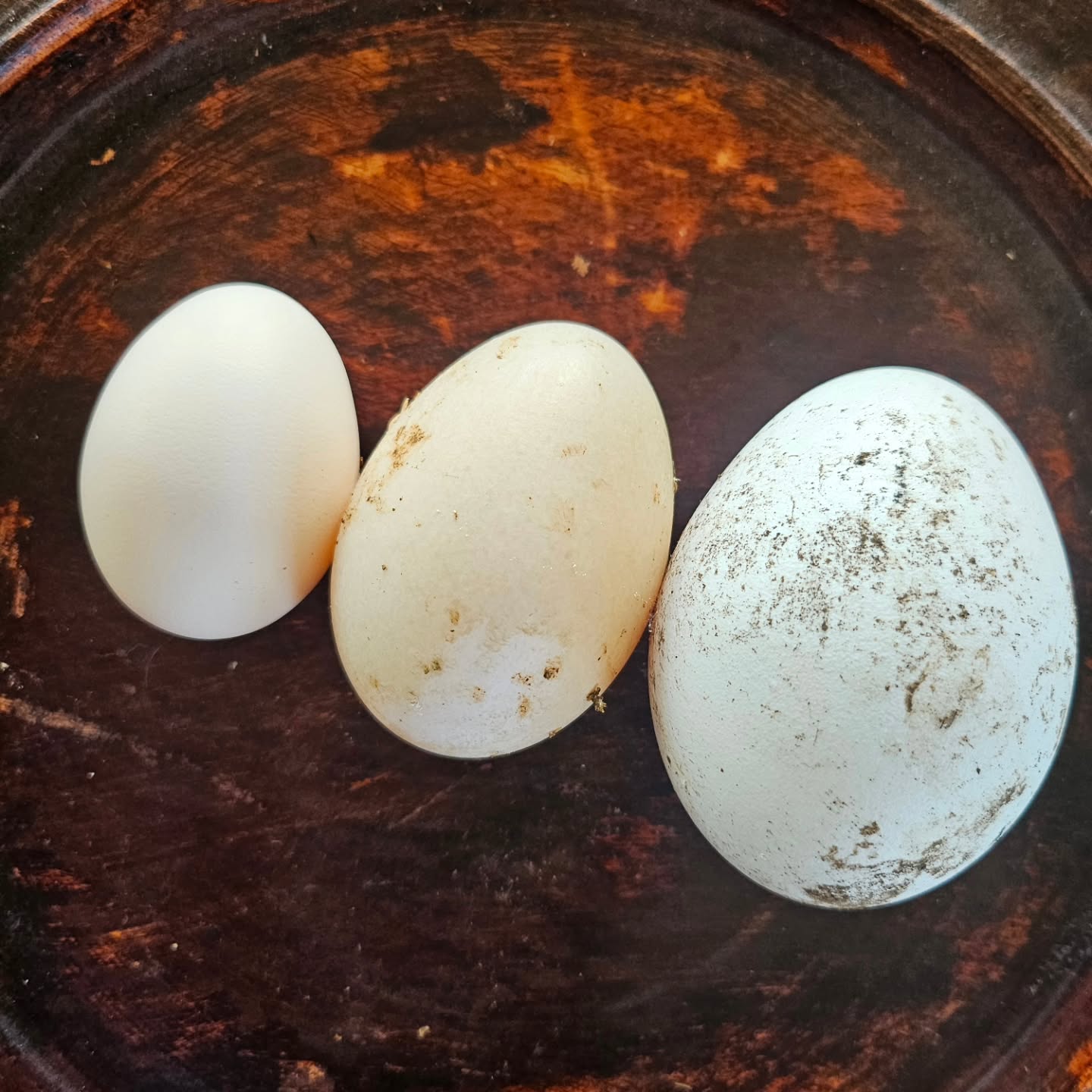 Side by side of chicken, duck and goose egg.. my goose, Stormi, has been sitting on her eggs for the last couple of weeks, which is so exciting because the farm will soon have fluffy little goslings🥰Audrey, my silly goose, decided to lay this egg (far right) in the garden, right ontop of my tansy, it shall be fresh pasta soon👌
.
.
.
#farmliving #farmlife #farming
#mindfulliving #simplepleasures #cottagegarbyden #camdennsw #farmgirl #farmtotable #gorgeousfarm #beautifulfarmhouse #farmtotable #kitchengarden #macarthurmums #farmfresh #eggs #gooseegg