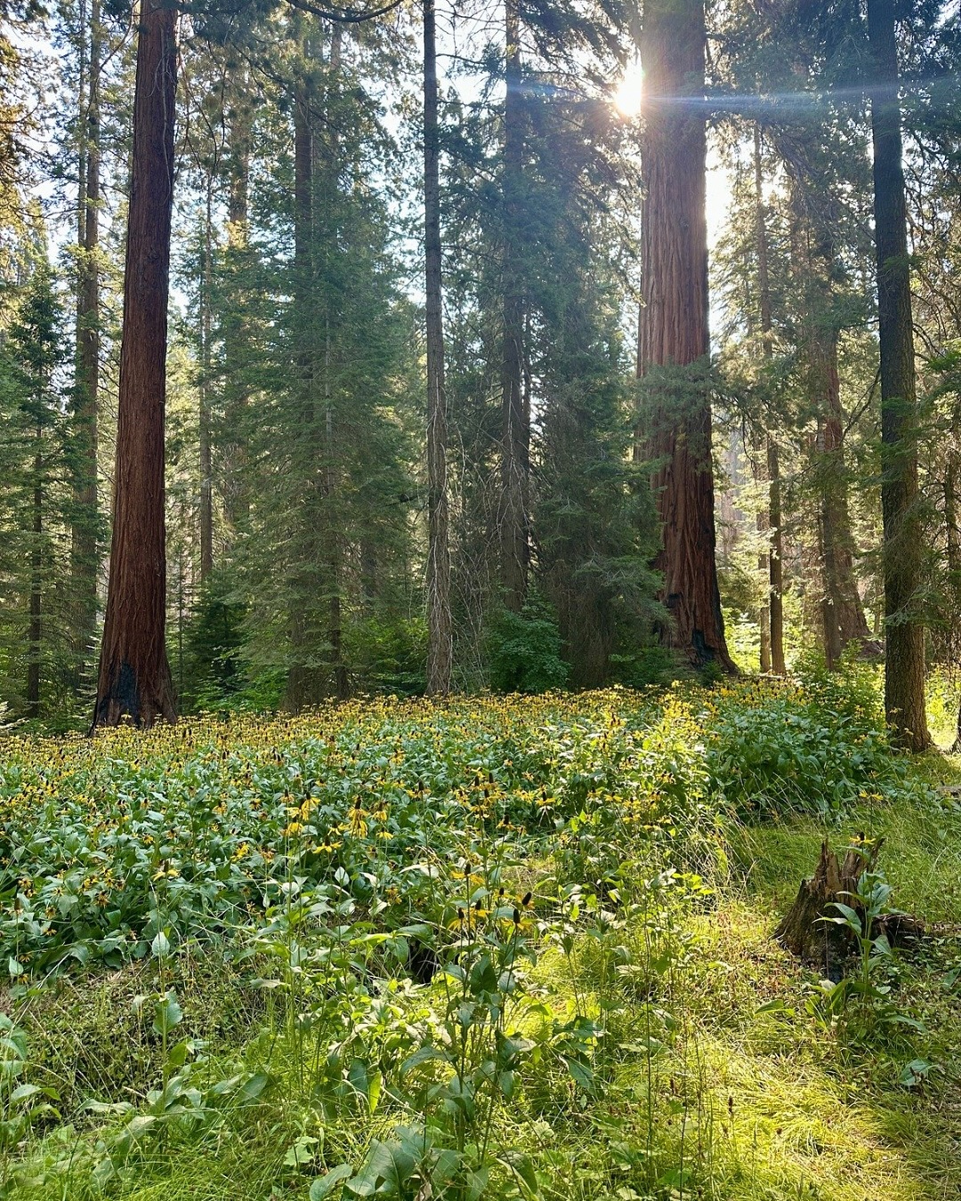 Meadows are a vital part of our landscape, offering a species-rich habitat that supports pollinators, improves soil health, and helps sequester carbon.
On a recent trip to Sequoia National Park, I came across wildflower meadows with rudbeckia thriving in its natural habitat. Experiencing meadows like these in the wild brings home their ecological power and beauty. I found out that black bears also enjoy the shade from these taller perennial species to hang out in when I bumped into one who I’m glad to say casually walked off and climbed a nearby tree (swipe to last image!)
While annual meadows are useful to provide an instant burst of colour and are easy to establish, they often require regular reseeding and lack the long-term ecological depth of perennial meadows.
Perennial meadows, by contrast, evolve over time, creating a dynamic and resilient habitat that supports a broader range of wildlife year after year.
To create your own, select a sunny, low-fertility site and remove existing turf or weeds before sowing a tailored mix of native perennial wildflowers and grasses. With careful management, such as annual mowing and occasional scarification, a perennial meadow becomes a lasting, low-input feature that embodies the principles of sustainable, future-facing garden design.
⸻
ABOUT: Joe Perkins Design is a multi-award-winning landscape design consultancy, creating innovative outdoor spaces that celebrate the environment, wildlife, and biodiversity. Working across the UK and internationally, we partner with clients who share our passion for sustainable and visionary design. Discover more about our work at: www.joeperkinsdesign.com