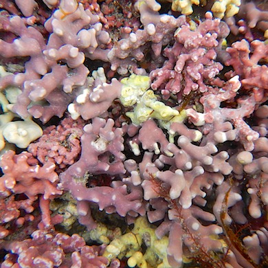 Gearing up for the survey season! Keep a look out for marine plants of all shapes and sizes! These beautifully unique creatures are critical to their ecosystems; and ensuring their protection is absolutely essential!
1. Maerl
2. Honeycomb
3. Kelp
4. Seagrass
Find and book your survey unit here: https://experience.arcgis.com/experience/355996d5aea146c6af4dd5ad14b99ca9#data_s=id%3AdataSource_1-19170232df0-layer-5%3A4381