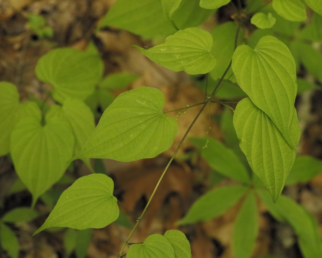 🍃✨ The Power of Four ✨🍃
Hidden in the shaded understory, Fourleaf Wild Yam (Dioscorea quaternata) reveals itself with a rare pattern — leaves that appear in perfect whorls of four. Unlike its cousin, the Leafy Wild Yam, this vine carries a quiet mystery, twining its way through the woodland as if holding a secret only the forest knows.
Look closely on your next walk… will you notice the power of four? 🌿👀
#FourleafWildYam
#WoodlandMystery
#NativeVines
#ShadySanctuary
#WildMedicine
#PlantStories
#ForestSecrets
#BiodiversityMatters
#UnderstoryMagic
#OriginNativePlants
