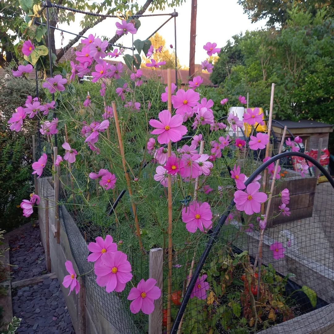 Cosmos going crazy in the veg bed! 🌸 🌿
The bees and pollinators are loving it and I'm like Edward scissorhands on a deadheading mission! 🐝🦋❤
#cosmosflower
#carshalton
#carshaltonbeeches