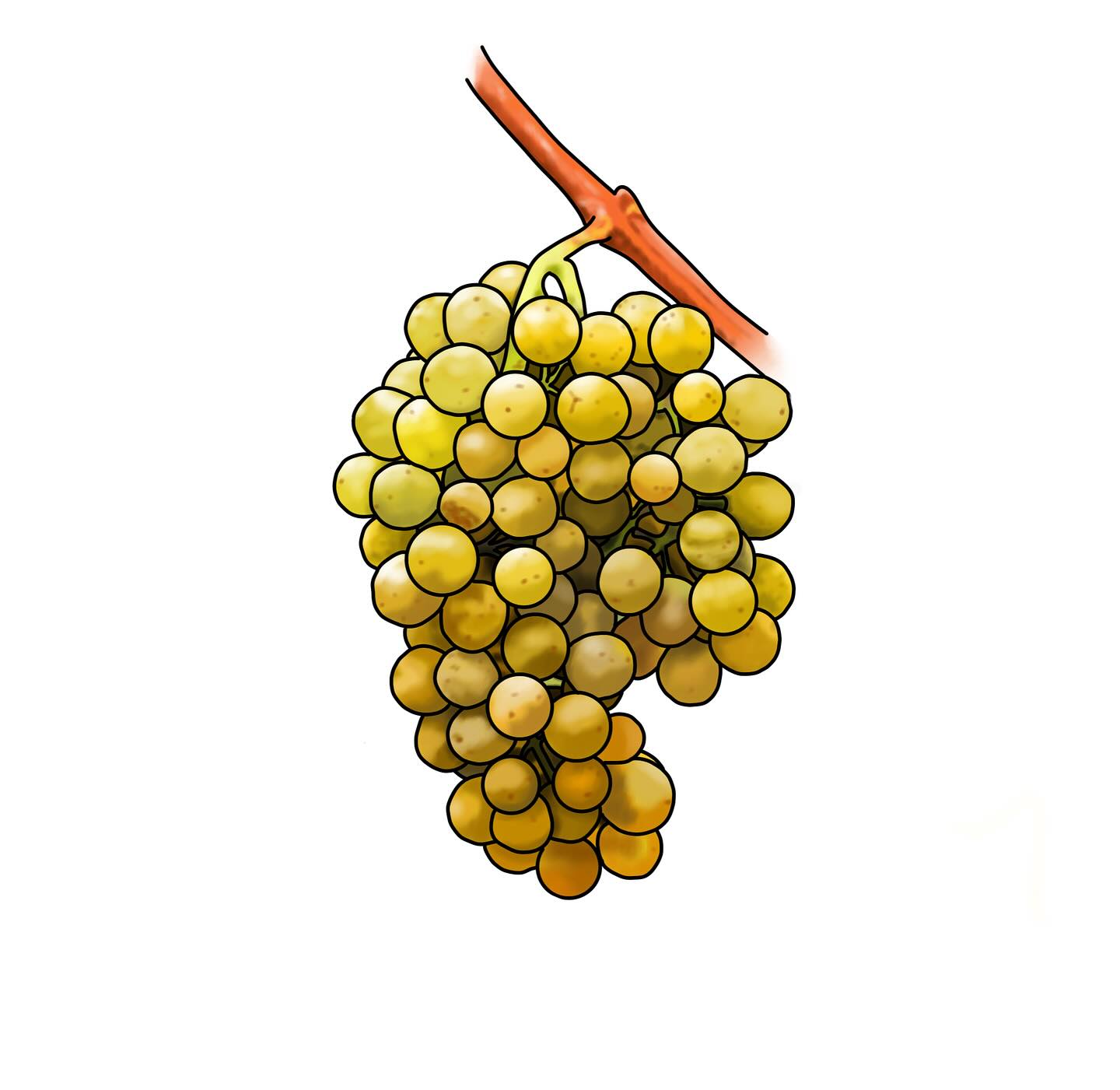 A Chardonnay from Essex way? Take a look at my blog about why this is a pleasant surprise when it comes to discovering English Chardonnay
https://www.winesmeller.com/post/chardonnay-from-essex-way
#chardonnay #wine #englishwine #chablis #whitewine #blog