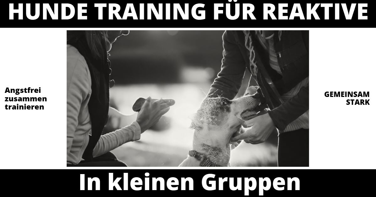 Ihr habt einen schwierigen Hund und wollt an eurer Beziehung etwas ändern? Beim Gassi gehen endlich keinen Spießrutenlauf mehr machen müssen? Dann seid ihr hier richtig