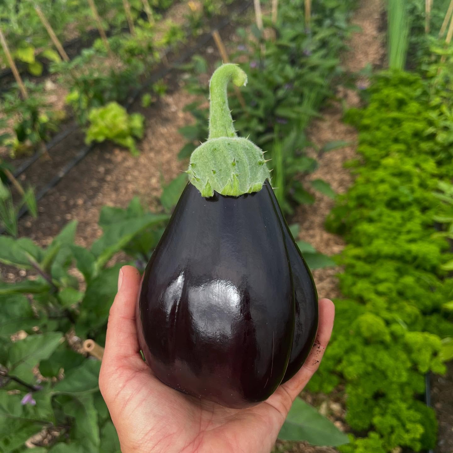 💜 aubergine grow very well in a protected space on our north facing hillside. Plants should keep cropping until the end of September #abundance #organicveg #nutrientdensefood #northwales