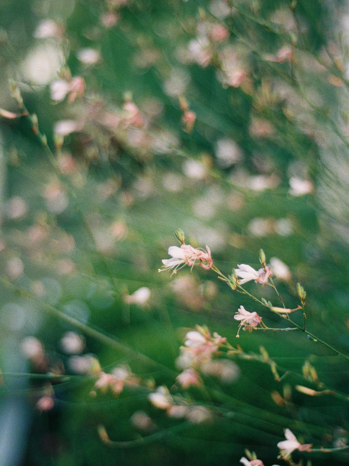 La profondeur des verts et la progressivité des transitions qui ne sont pas permises par le numérique 😍
Bosquet fleuri - Nikon F100 + Kodak portra 400 - léger contrejour