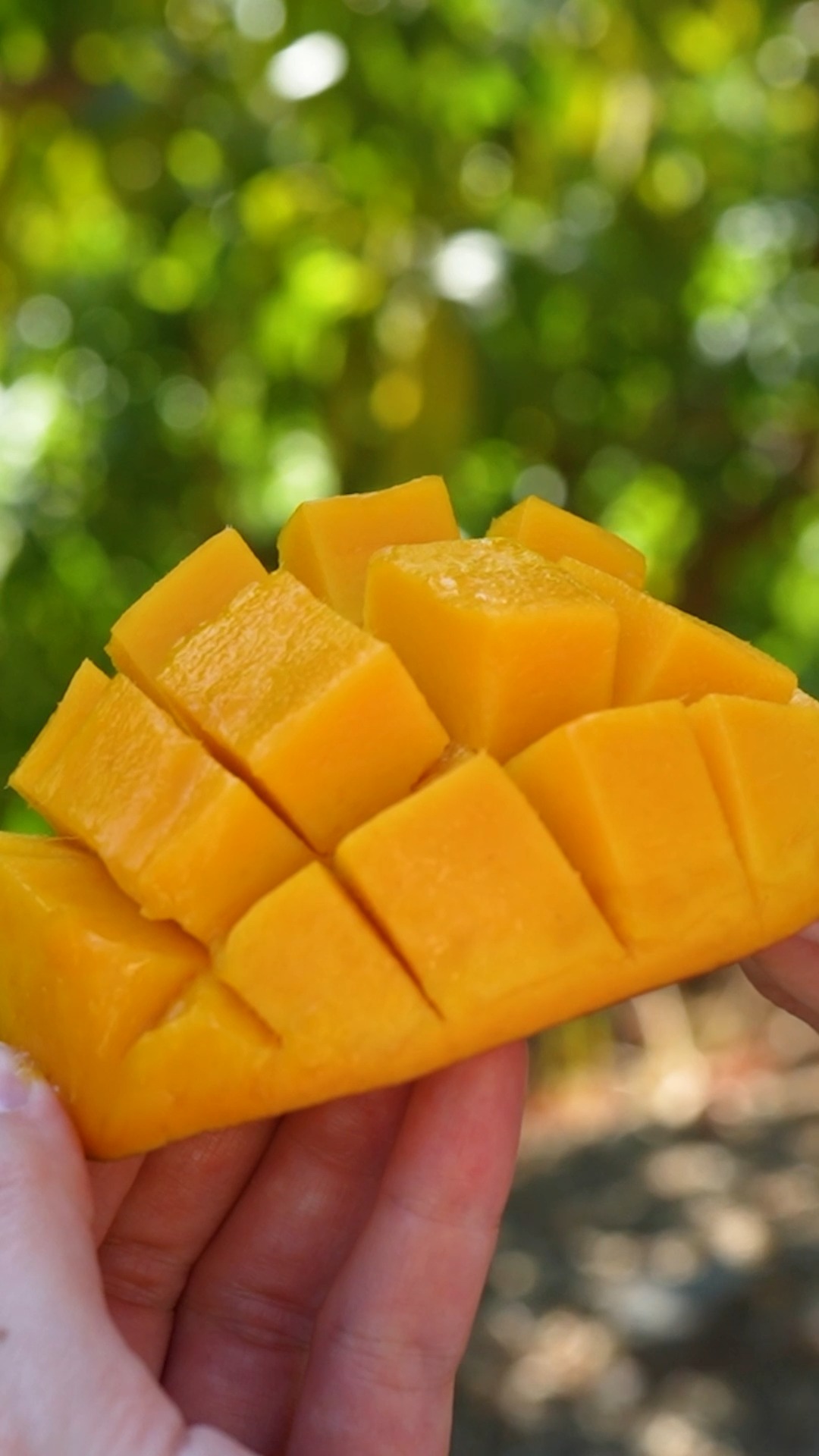 Liebe Schwärmerinnen, heute letzte Chance für europäische Mangos.
https://marktschwaermer.de/de-DE/assemblies/12142/collections/459851/products/category/_all