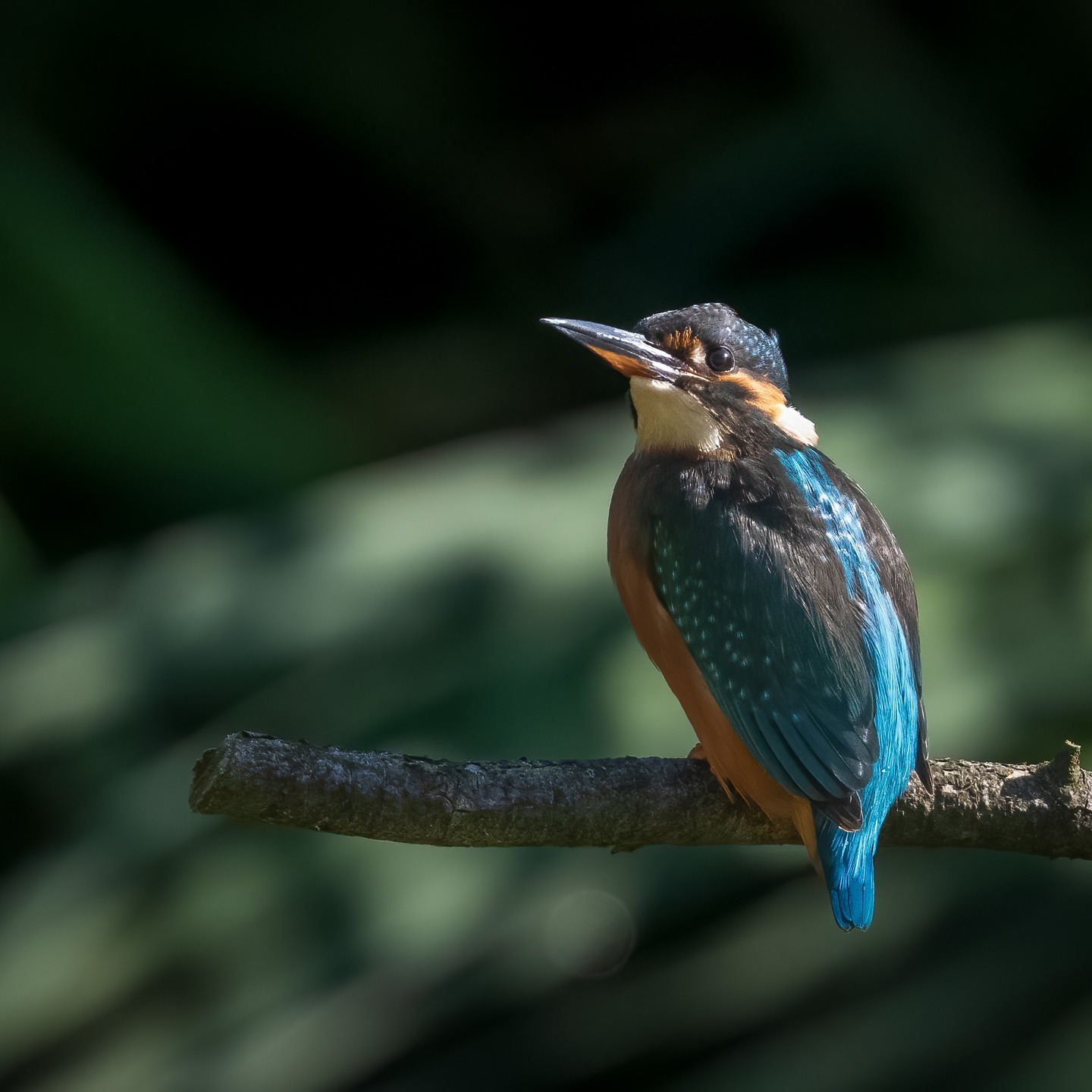 A few from this weekend's visit to @tophilllow #birdsofinstagram #wildbirds #wildbirdphotography #naturephotography #yorkshire