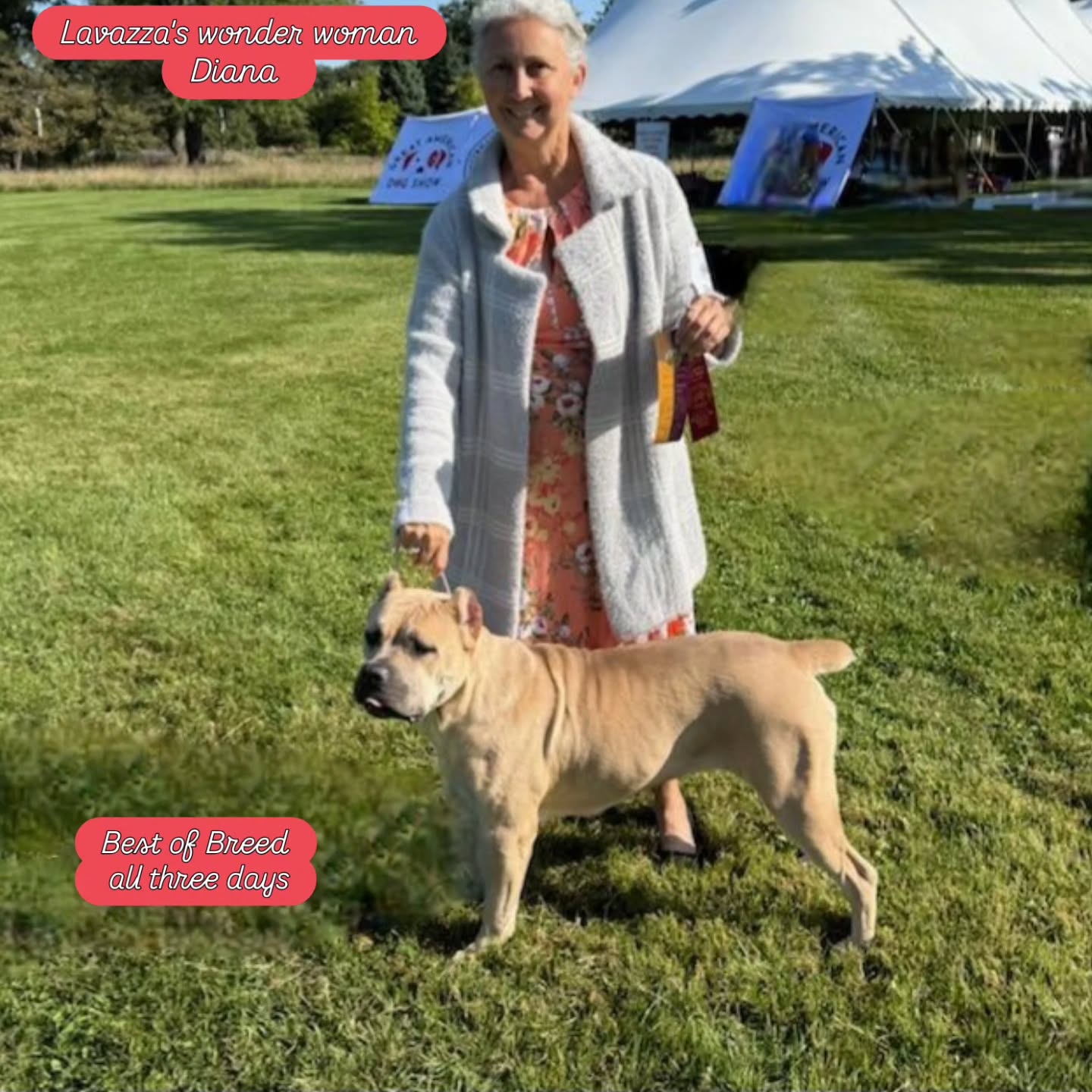 #canecorso #canecorsoofinstagram #canecorsofans #canecorsolife #canecorsolover #canecorsopuppy #canecorsoloversofinstagram #canecorsoitaliano #canecorsokennel #availablepuppies #canecorsopuppies #dogsofinstagram #rehoming #doglife #akcgrandchampion #dogoftheday #doggo #doggram #doggyeyes #cuteanimals #cutedogs #dogloversofinstagram #dogkennel #dogbreeder #akcshowdog #akcchampion #AKCshow #AKC