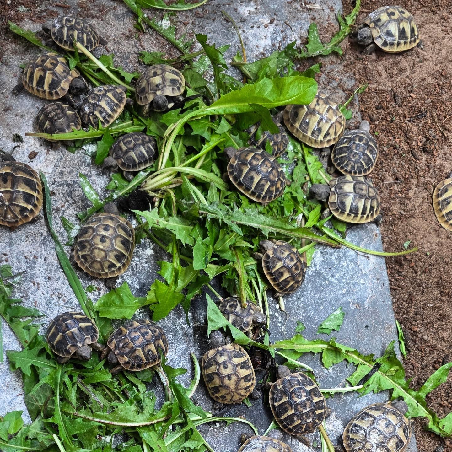 Its been a while.. but we are still here. We've had a busy summer. Heres some of our 2025 hatchlings.
#midlandtortoise #tortoise #Tortoise #tortoisekeeper #tortoiseofig #tortoiseofinstagram #tortstgram #tortoiselife #reptilesofinsta #reptilesofig #repstagram #pets #reptile #schildkröte #babytortoise #hermanni #testudo #hermannihermanni #hermanniboettgeri