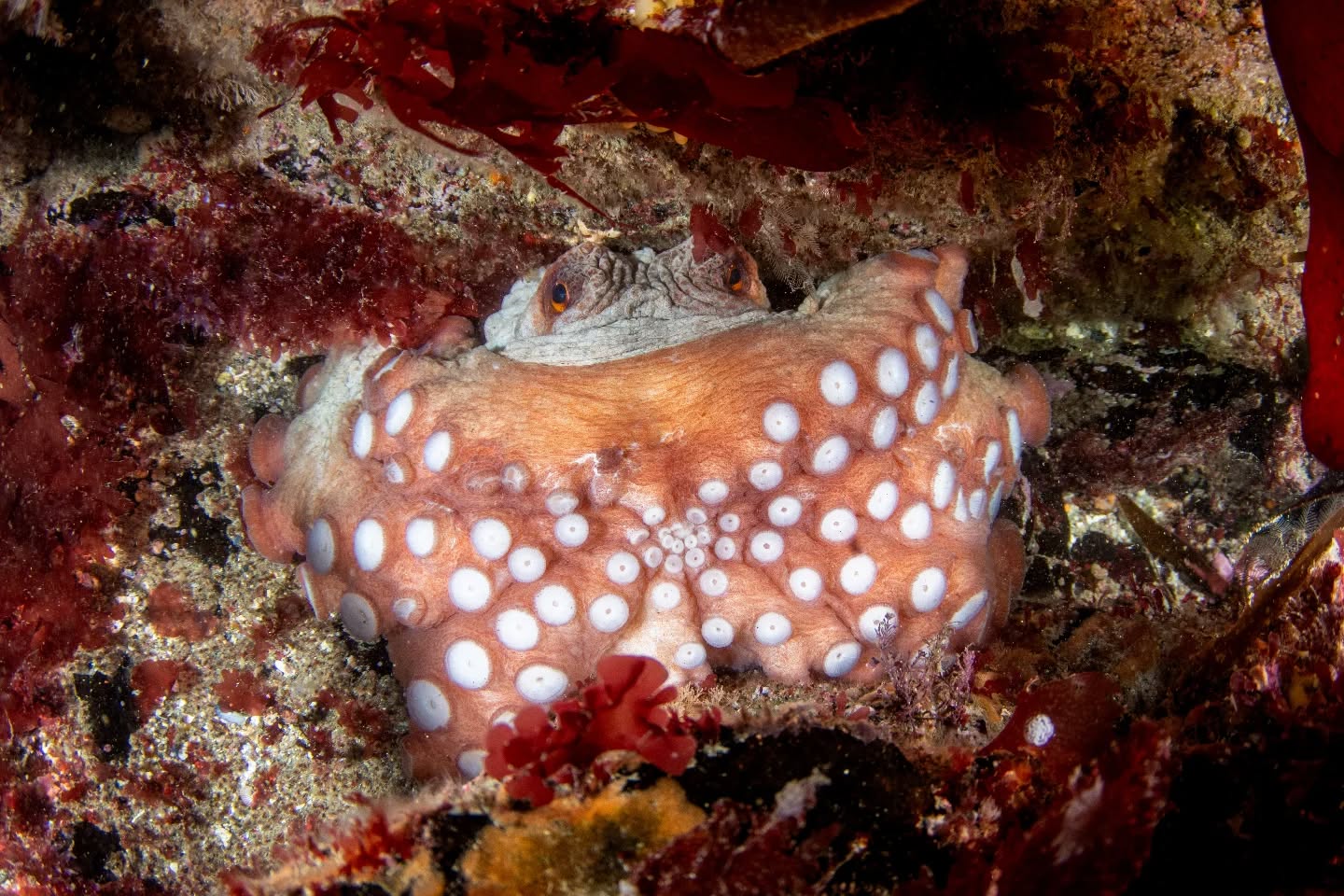 Haven't posted in a while so here's another Octopus from the beginning of summer. Found this one as we passed over a gully wedged in. Not wanting to bother it long we got a couple photos and moved along to see what else we could find.
@porthkerris.divers
#octopus #photographer #diving #padi #diver #sealife
#underwaterphotographer #olympus #omsystem #omsystemcameras #nauticam #nauticamhousings #inon #kelp #wideanglephotography #uwphoto #underwaterphotography #underwater #ocean #oceanlove #underwaterworld #diving #scuba #scubadivinglife #wildlifephotography #underwatershots #wildlifeonearth