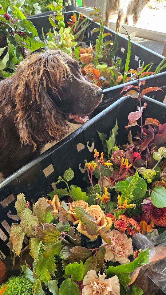 What a week...... to finish the summer season...
Honestly it could not have been more fitting...
Coldplay...dogs... oodles of flowers... if you know me that is pretty much the dream........
Its been an incredible 2025.. to date. 24 events in.... 2 to go..
But for the moment a pause.. reset and revive.
!!!.
#dorsetlife #floristlife #coldplaywembley #dorsetflowers #dorsetweddingvendor#flores #floristdog