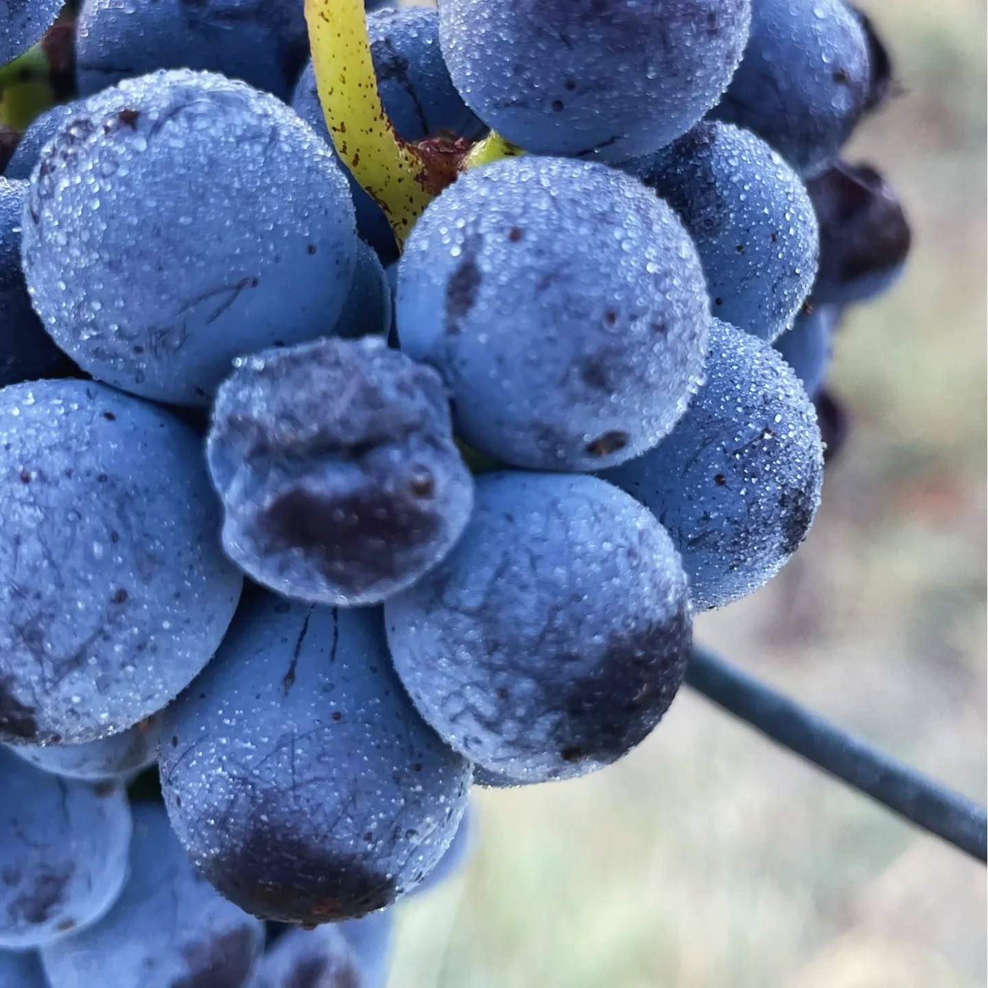 Vendemmia 2025: è qui che è racchiusa la Magia