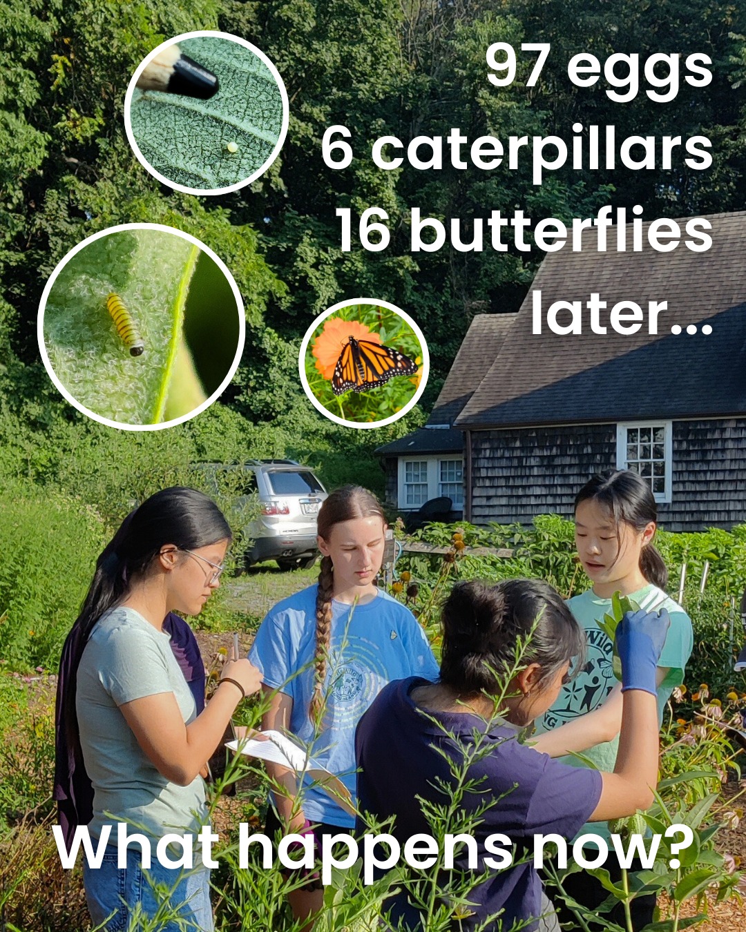 Add this to you and your bestie's 2026 summer bucket list! 🐛📋🦋
📍Photos from the beautiful milkweed patch at the @rewildlongisland Dodge Garden
Learn more about the Monarch Larva Monitoring Project at mlmp.org 🌱
Discover more community science projects and monarch conservation initiatives at MonarchsMatter.net/blog (link in bio!)
#monarchsmatter #monarchbutterflies #butterflylifecycle #communityscience #citizenscience #monarchcaterpillar #chrysalis #youthactivism #youthempowerment #highschool #volunteering #environmentalstewardship #environmentalaction