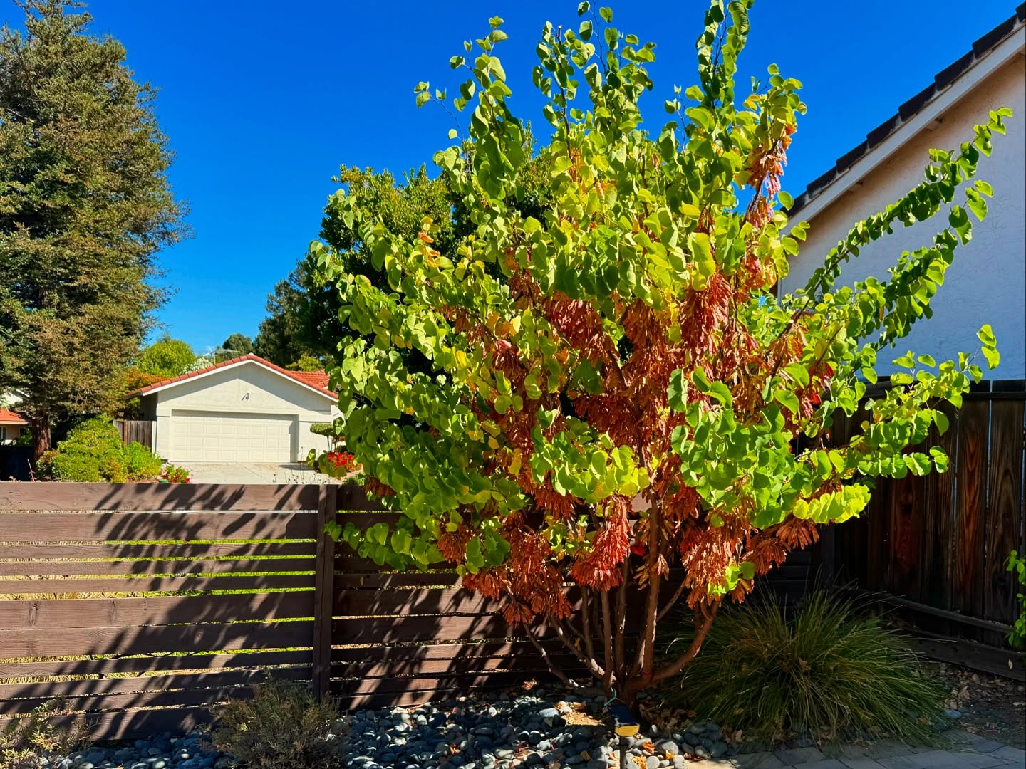 Surprised by how large this Redbud grew in 4/5 years! It started out as a tiny 15 gallon during COVID’s limited plant availability, and shot up quickly.
.
Golden State Gardens was able to provide the clients with some lessons how to prune and open up the shrub.
.
.
.
#californianativelandscape #landscapedesigner #landscapedesigners #sustainablelandscaping #californianativeplants #westernredbud