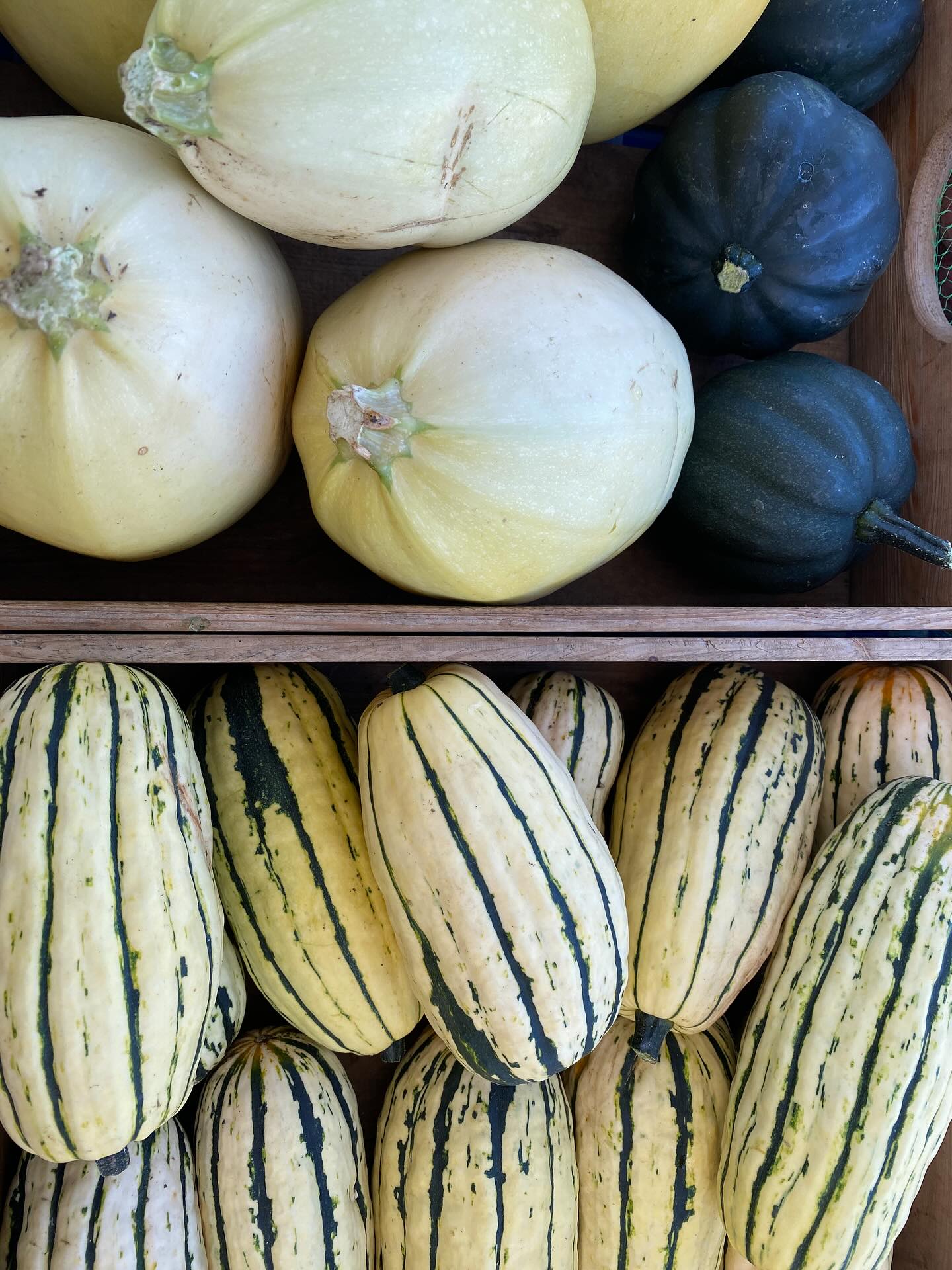 It’s September, officially harvest season. The convergence of summer and fall crops. The complete abundance of vegetables.
We only have two more months of farmers markets. 🥺 only two more months to eat the freshest vegetables available!
#sliceofheavenfarm