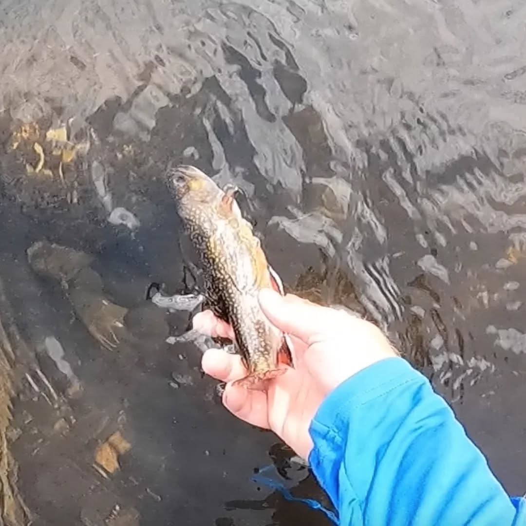 Just a couple trout trips #LToutdoors #michiganoutdoors #michiganfishing #fishing #troutfishing #brooktrout #rainbowtrout #chubs