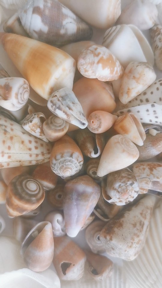 Living like a ✨ C O N E S H E L L ✨ Cone shells live half buried in the sand, patient and precise waiting for the right moment to act.
Their beauty is rare and often hidden beneath the surface, both feared and revered. Some carry venom strong enough to paralyse, yet even this toxin has been transformed into medicine. What you believe to be dangerous can possibly hold the power to heal ✨
〰️ Some thrive in shifting tides and challenging environments, but still emerge patterned, polished and prized. ⚖️ Some can lie hidden for centuries, only uncovered through persistence and effort, reminding us that life’s greatest treasures often sit beneath layers we must be willing to uncover.
🤍 Others teach us about our inner judge and the drive to perfect, alongside the sting of disappointment and the freedom that comes when we stop striving to “correct” what nature has already made whole.
🛡️ Cone shells show us that challenges create resilience, pressure can reveal beauty, and destructive energy can be reshaped into purpose. They whisper of death and transformation, the shedding of old baggage, the release of what no longer serves, and the power of beginning again.
To live like a cone shell is to be steady in change, purposeful with your power, and radiant in your authentic form. To use your shadows as teachers, your scars as wisdom and your life (patterned by tides and time) as proof that you are both rare and resilient 🐚
