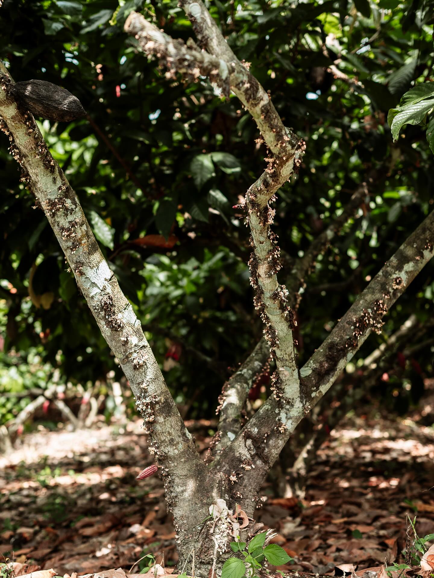 πΈ Small flower, big story
The cacao flower is no larger than a fingertip, yet it carries the potential of a whole pod. Most will fade away, but the few that succeed give rise to the beans behind chocolate. π«π±
Hidden on the trunk and branches, these blossoms are where the journey quietly takes shape.
#Cacao #EcuadorCacao #CacaoStory #SingleEstate #OrganicCacao
#CacaoBeans #CacaoNibs #CacaoMass #CacaoButter #CacaoPowder
#CacaoFruit #CacaoFruitPulp #CacaoFruitPowder
#FromFlowerToChocolate #CacaoJourney #BeanToBar
#FineCacao #SustainableCacao #CacaoInnovation #ChocolateMakers #CacaoExcellence