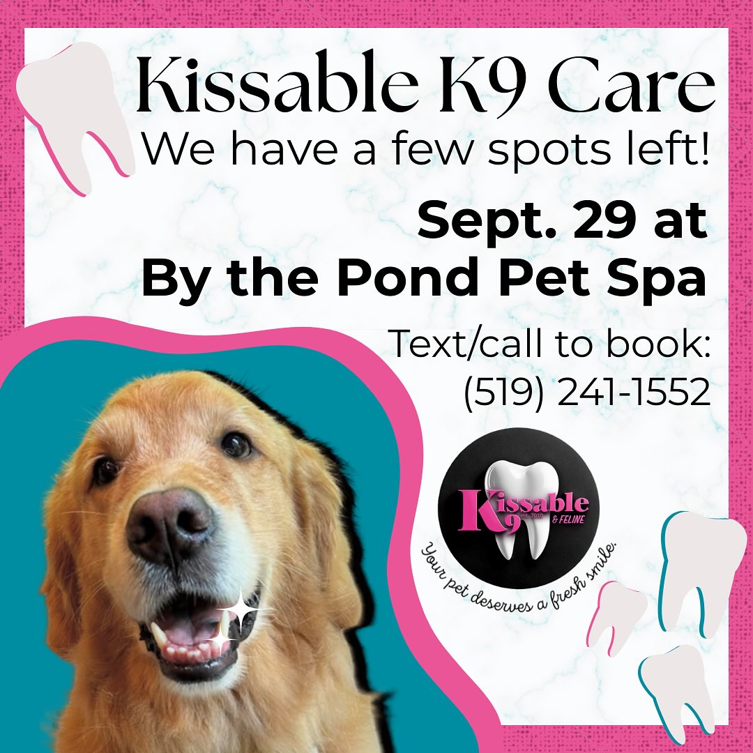 We still have availability for Kissable K9s teeth cleaning at our spa 🦷🪥
Book now before all the slots fill up (519) 241-1552!
#bythepondpetspa #kissablek9 #kissablek9care #dogteeth #doggroomers #doggroomerlife #doggroomersofig #smallbusinessowners #supportsmallbusiness #dogsofinstagram #northdumfriesontario #parisontario #womeninbusiness #dogsofinstagram #aplacetolovedogs #fortheloveofdogs #doggroomingofinstagram #pawplemagazine #paw #doggo #dogsofinstagramworld