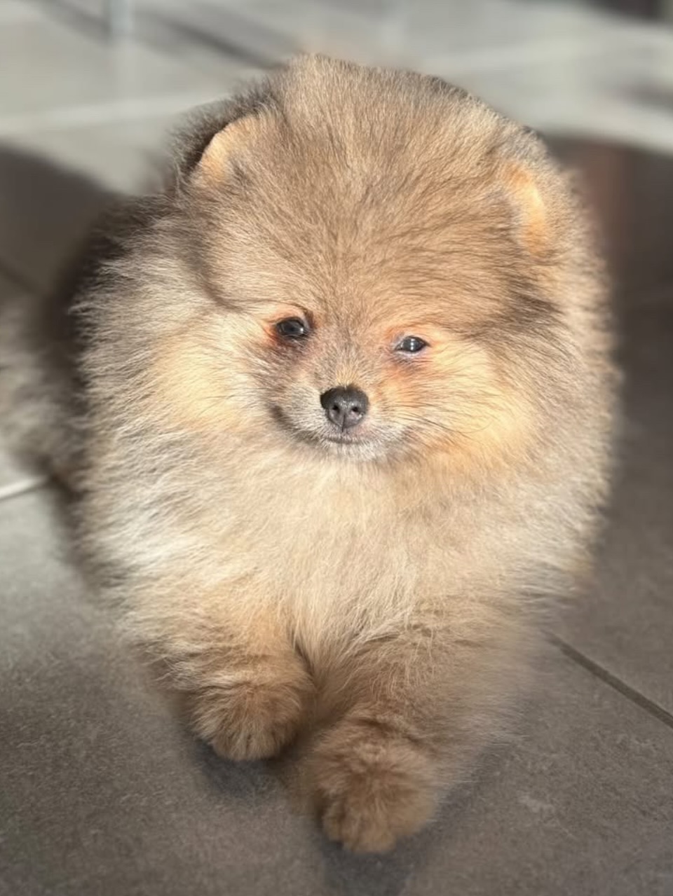 Kiki the most beautiful puppy ♥️ #pomeranian #pomeranians #pomeraniangirl #pomeranianpuppy