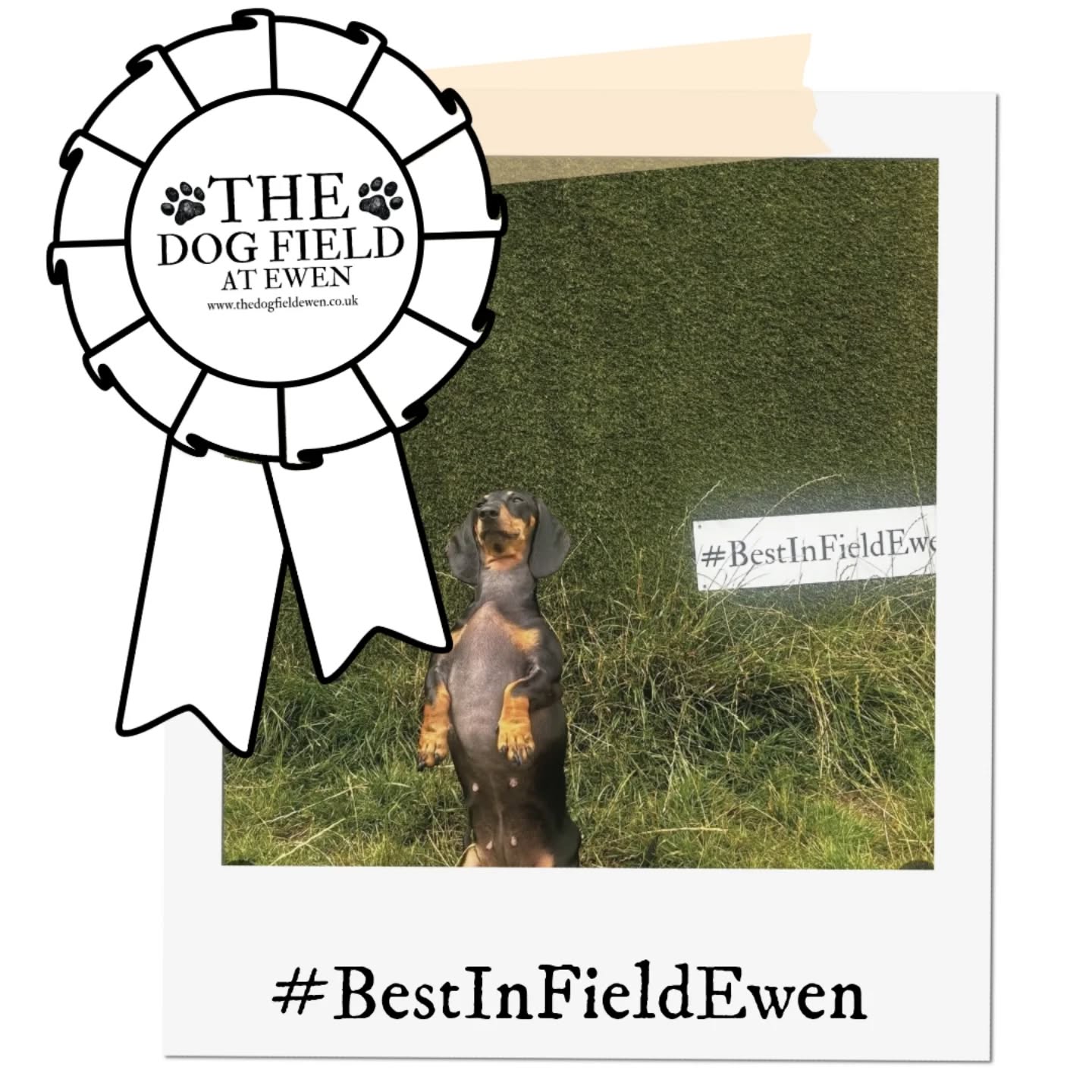 Augusts Winner is Here!
Congratulations to @izzy.olive_andwill_ What a wonderful pose!
Thank you to all our lovely visitors, we love seeing you pics so keep them coming!
#BestinFieldEwen