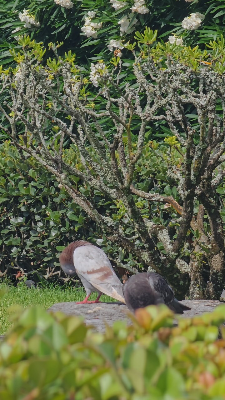 Summers at Solar de Lalém — where the island and the property come together in one timeless escape.
#TravelAzores #Azores #EuropeTravel