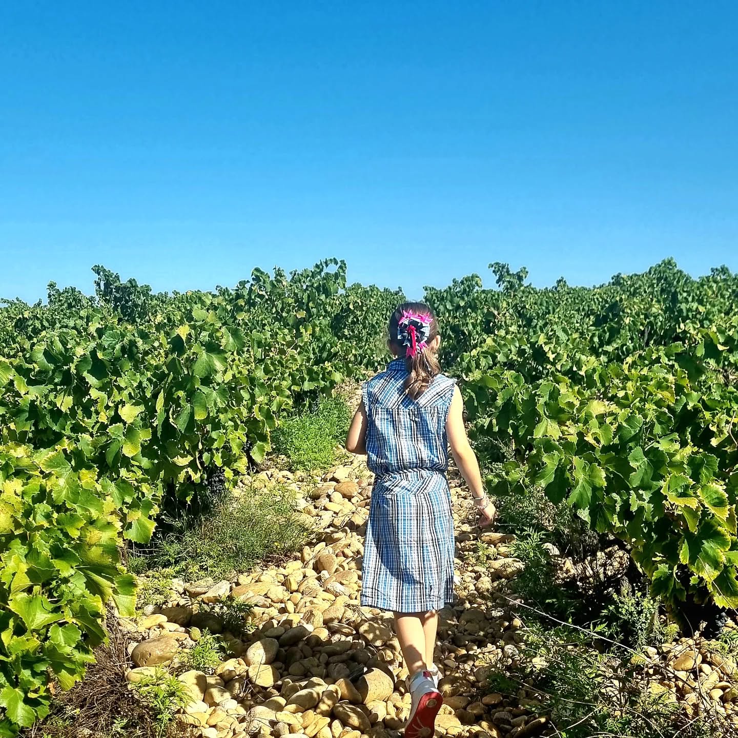 Inspection dominicale des vignes
Sunday inspection of the vines