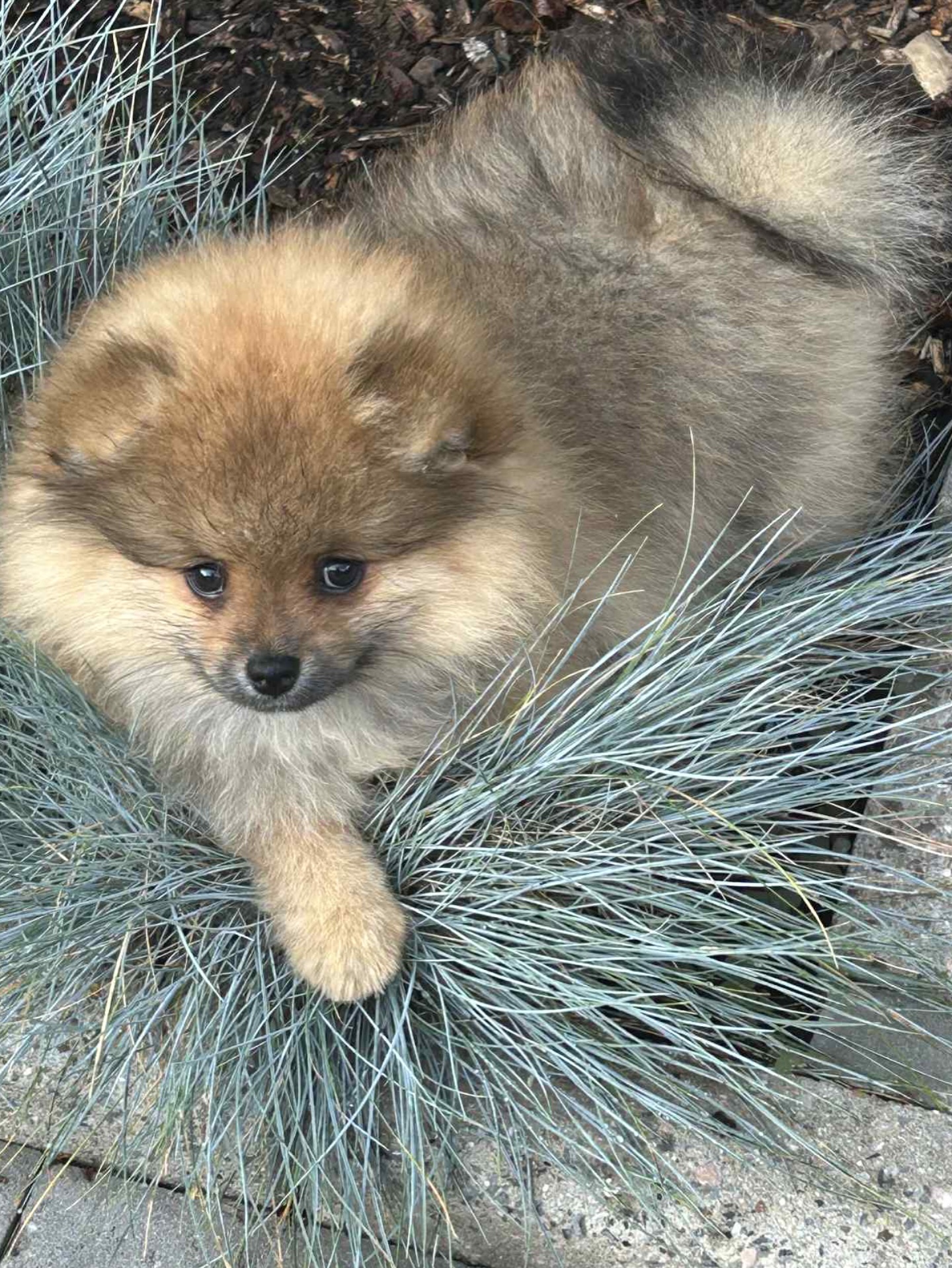 Mila, The sweetest girl in town ♥️