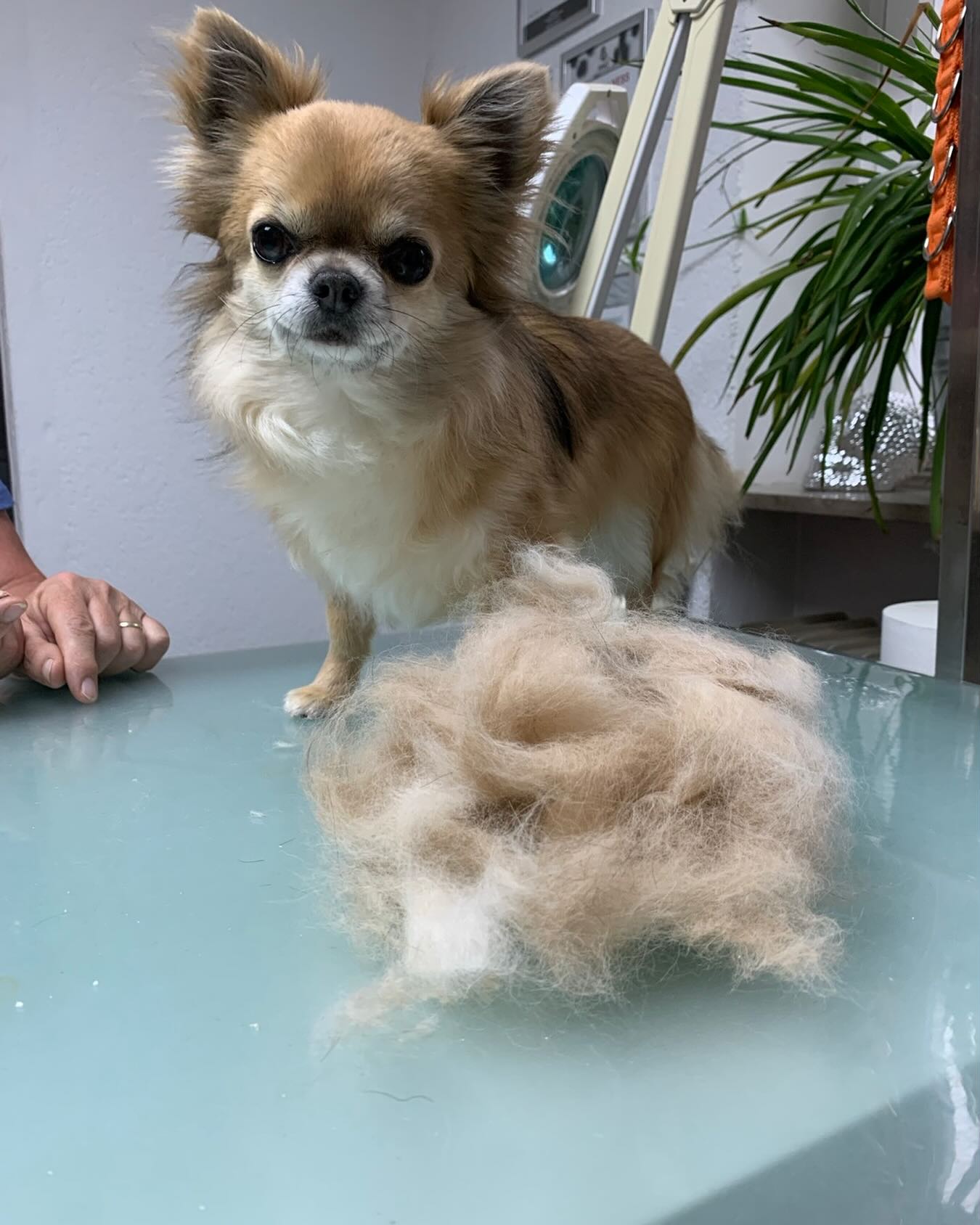 Klein Mailo ist heut ne sportliche Ladung Unterwolle losgeworden und fühlt sich nach einem gründlichen Bad und der regulären Ohren-, und Pfotenpflege wieder „wie neu „ 😍
#hundepflege #fellpflege #hundesalon #fellblickschopfloch #chihuahua #chihuahuasofinstagram #chihuahualovers #dogwellness #ichliebemeinenjob❤️