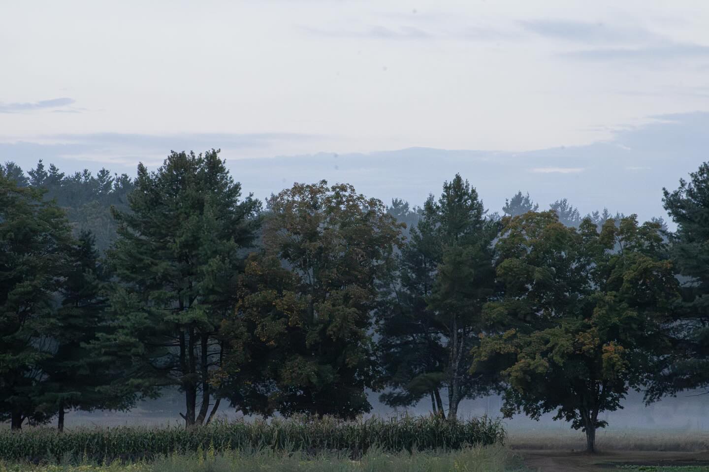 a foggy morning view of the fields