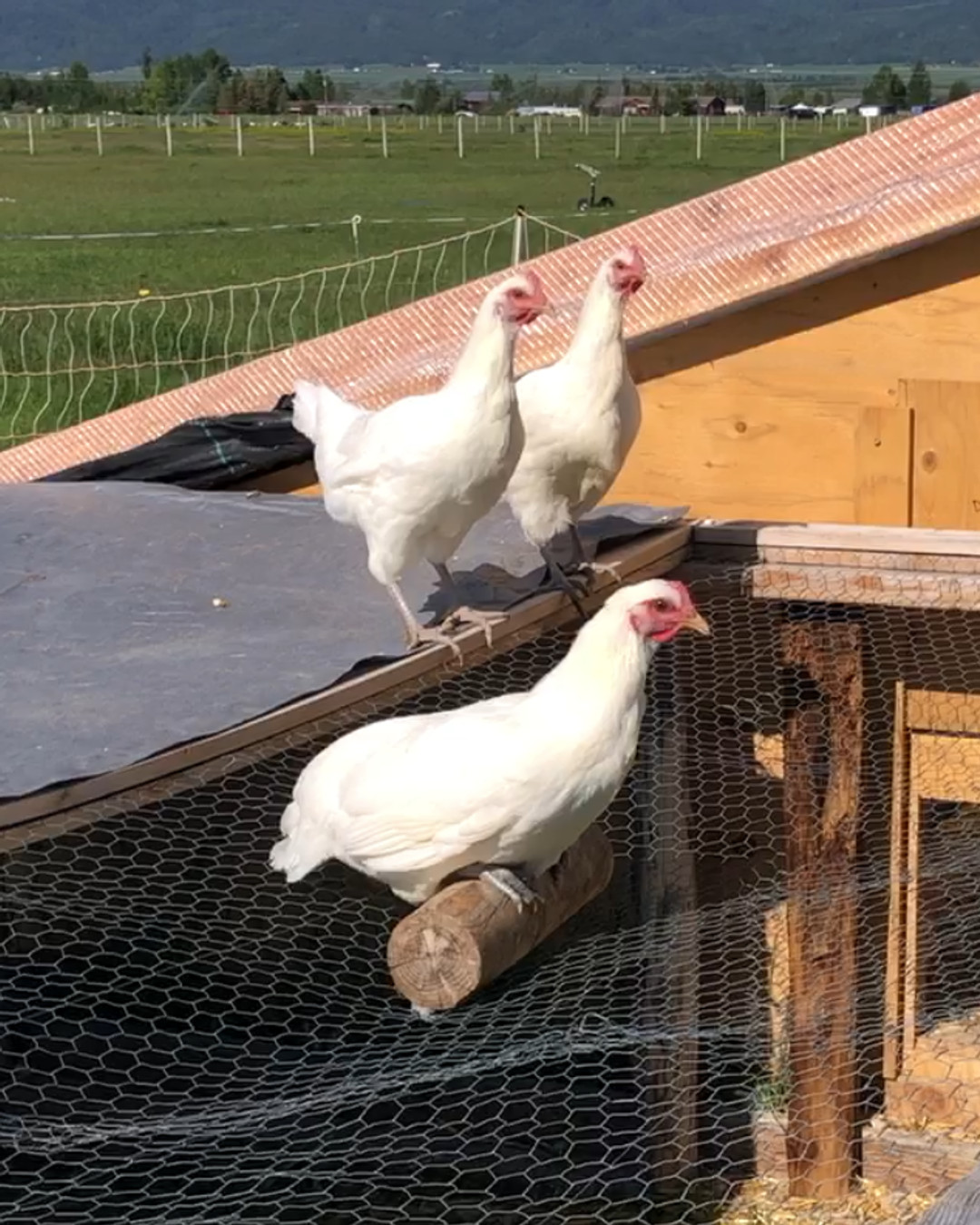 2025 has been a big year as our first true year in production at the farm! Check out our blog post on all the season's happenings.