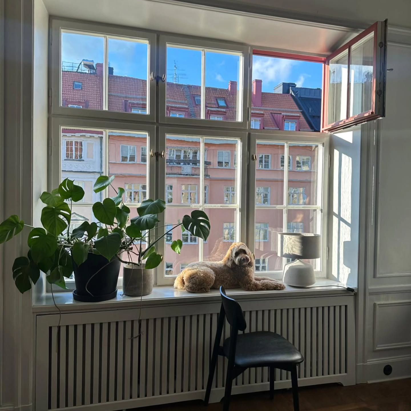 Somliga har blommor i fönstret, andra en doodle ❤️
Nelsons favoritplats, vilken vacker dekoration!
Vem kan inte tänka sig en Nelson i fönstret.. eller på sängen... eller i soffan..
Flinga + Taccos fina valp
#original #labradoodle #prydnadshund #australianlabradoodle #windowdecorations