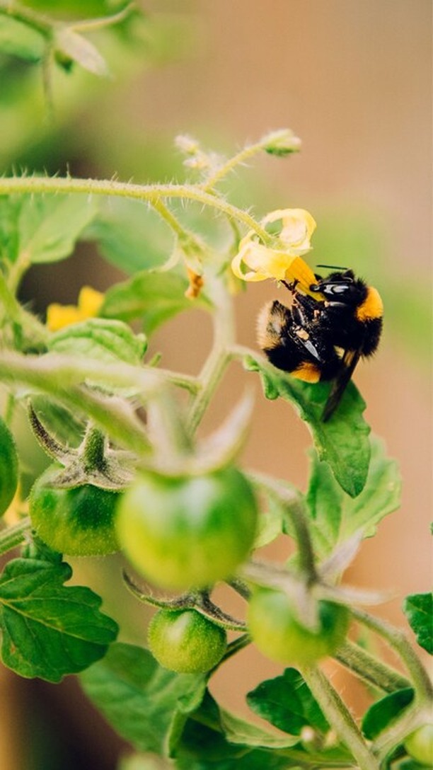 Scopri la differenza: potenzia il tuo #raccolto
i prodotti intact rappresentano una #soluzione efficace per le colture in #serra, dalla resa alla long shelf life. Piante più forti e vigorose che, anche sotto stress, riescono a reagire mantenendo produttività e qualità.
intact - experience the difference for a new #agriculture 🧡